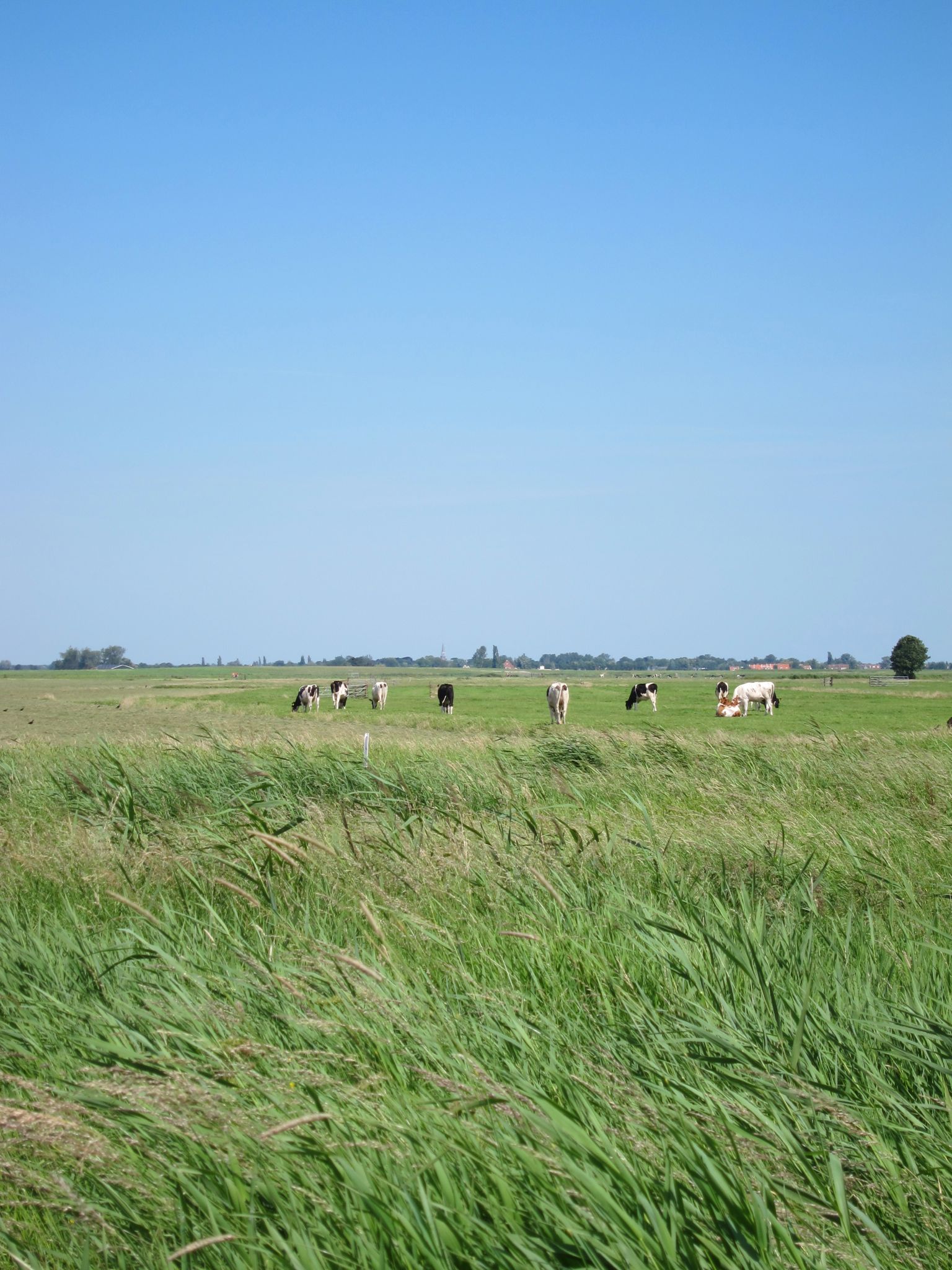 Photo 29 of 90 from the album Highlights Amsterdam 2012.