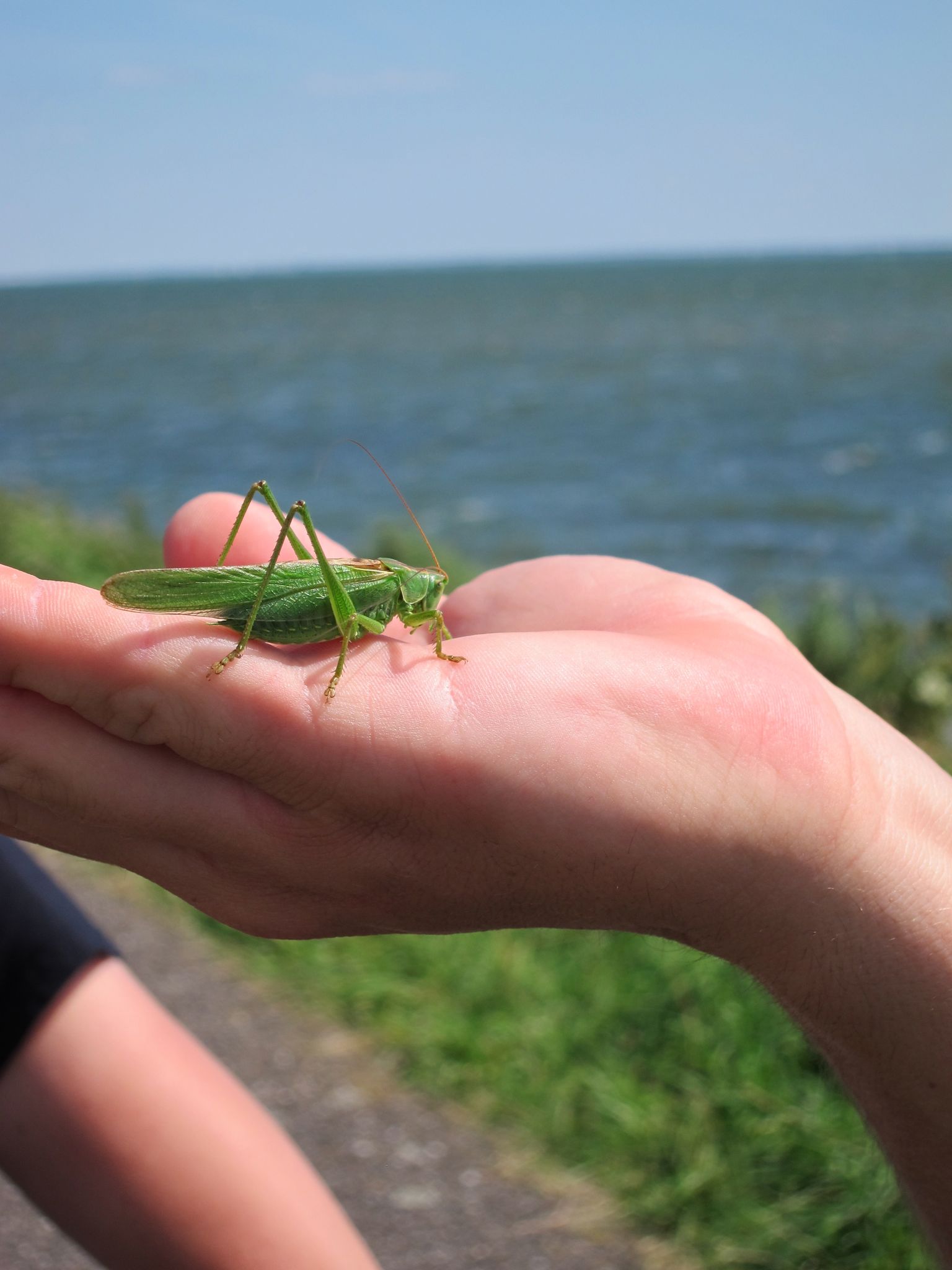 Photo 34 of 90 from the album Highlights Amsterdam 2012.