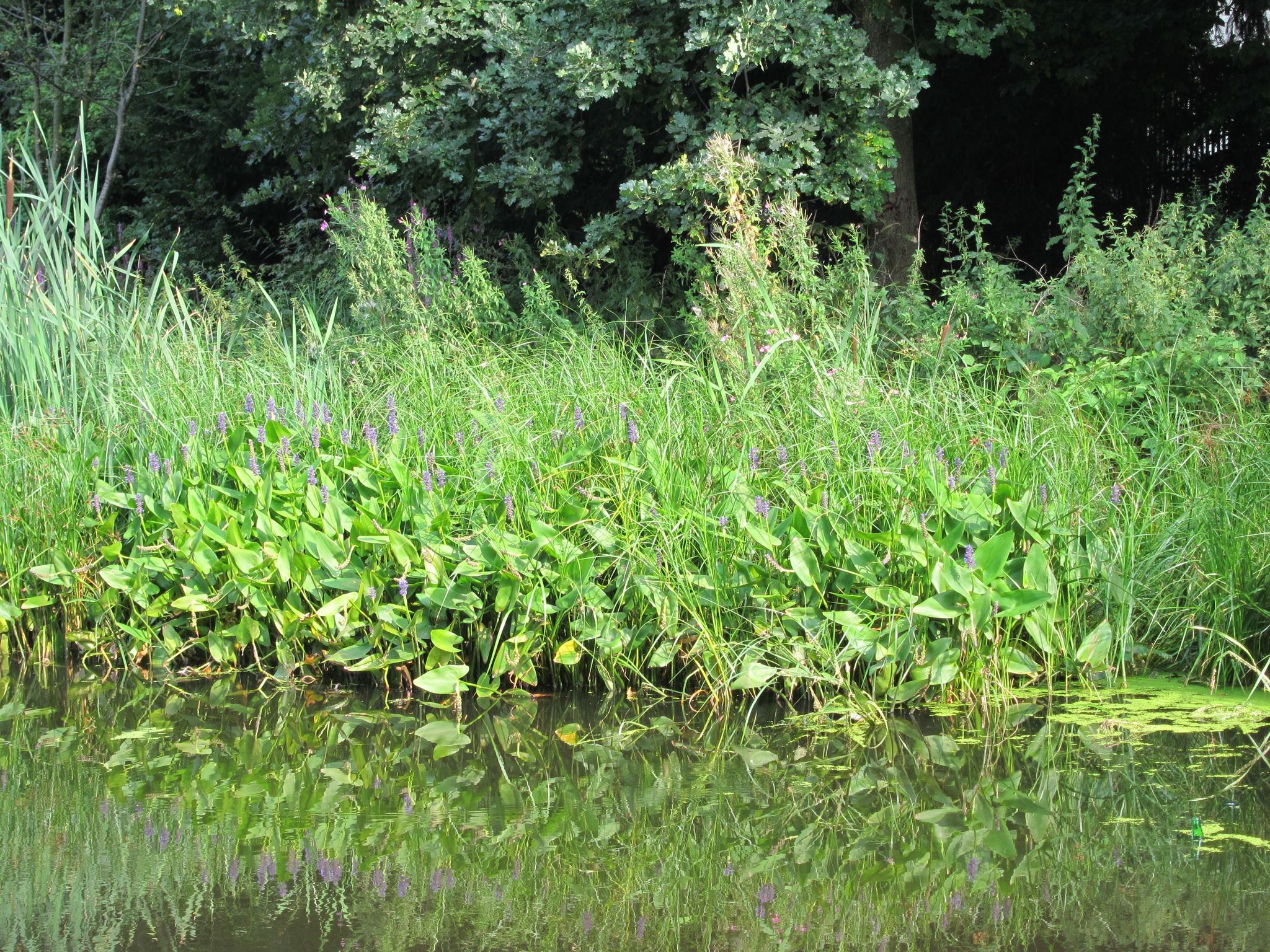 Photo 63 of 90 from the album Highlights Amsterdam 2012.