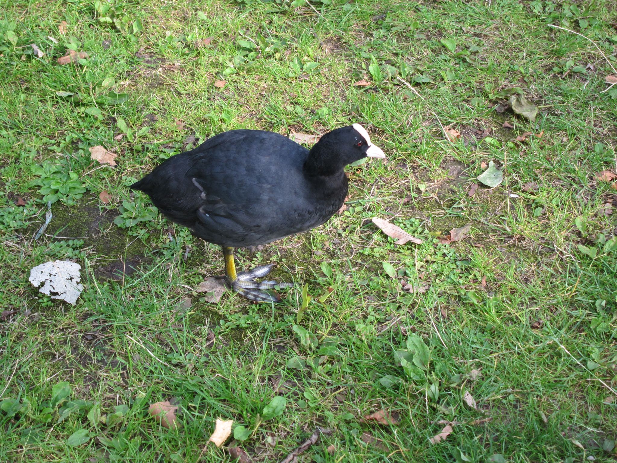 Photo 66 of 90 from the album Highlights Amsterdam 2012.