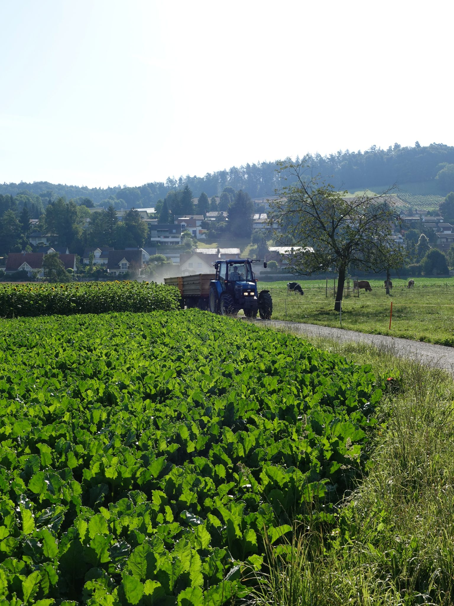 Photo 12 of 20 from the album Around Town.