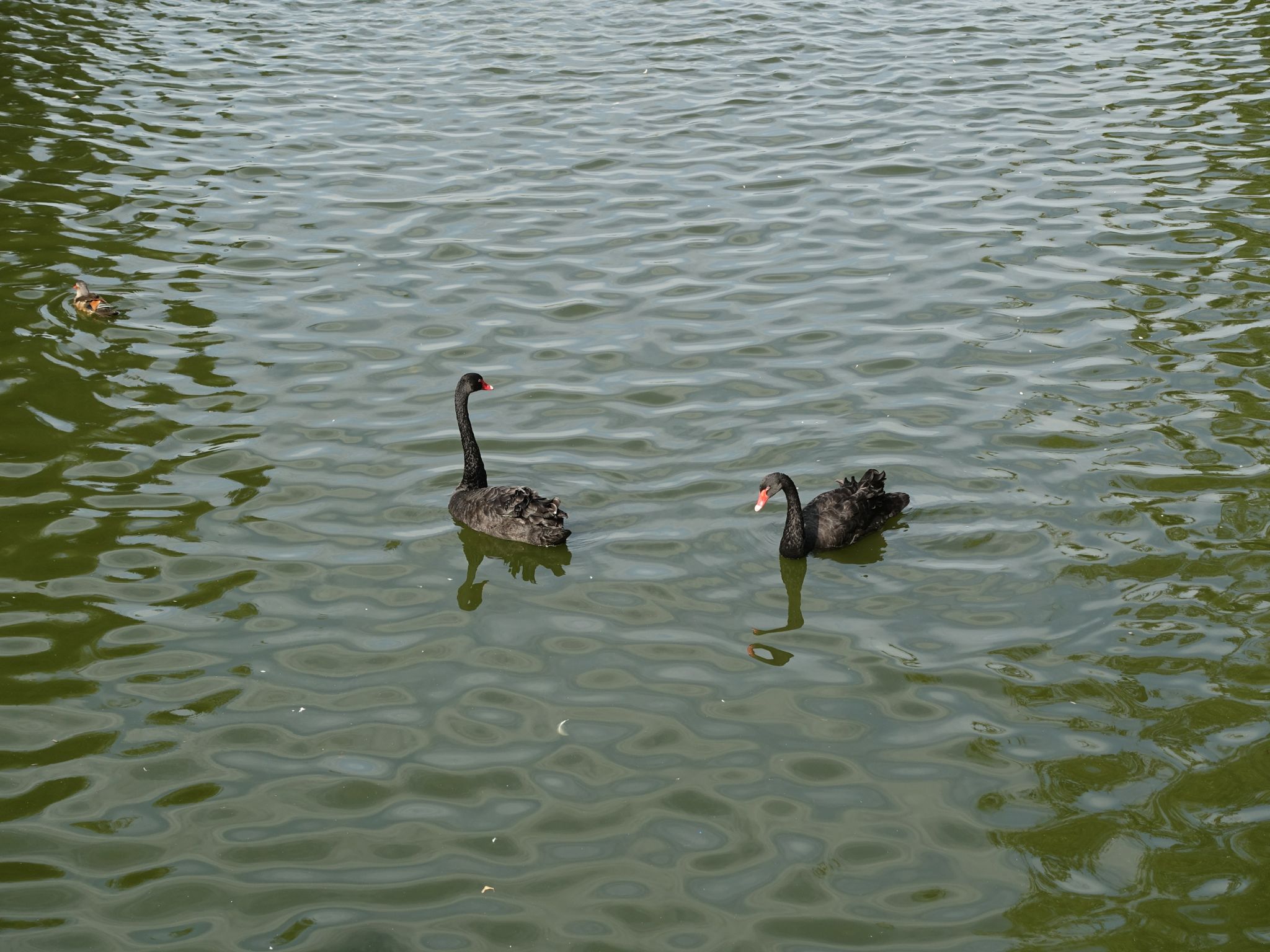 Photo 10 of 133 from the album Highlights Bucharest 2014.