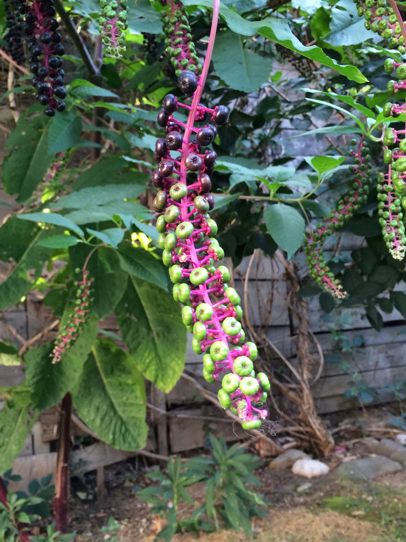 Photo 132 of 133 from the album Highlights Bucharest 2014.