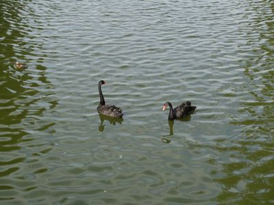 Thumbnail 10 of 133.