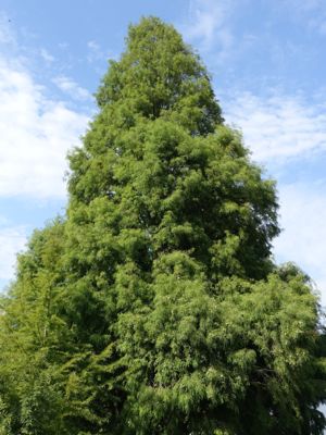 Thumbnail 11 of 133.