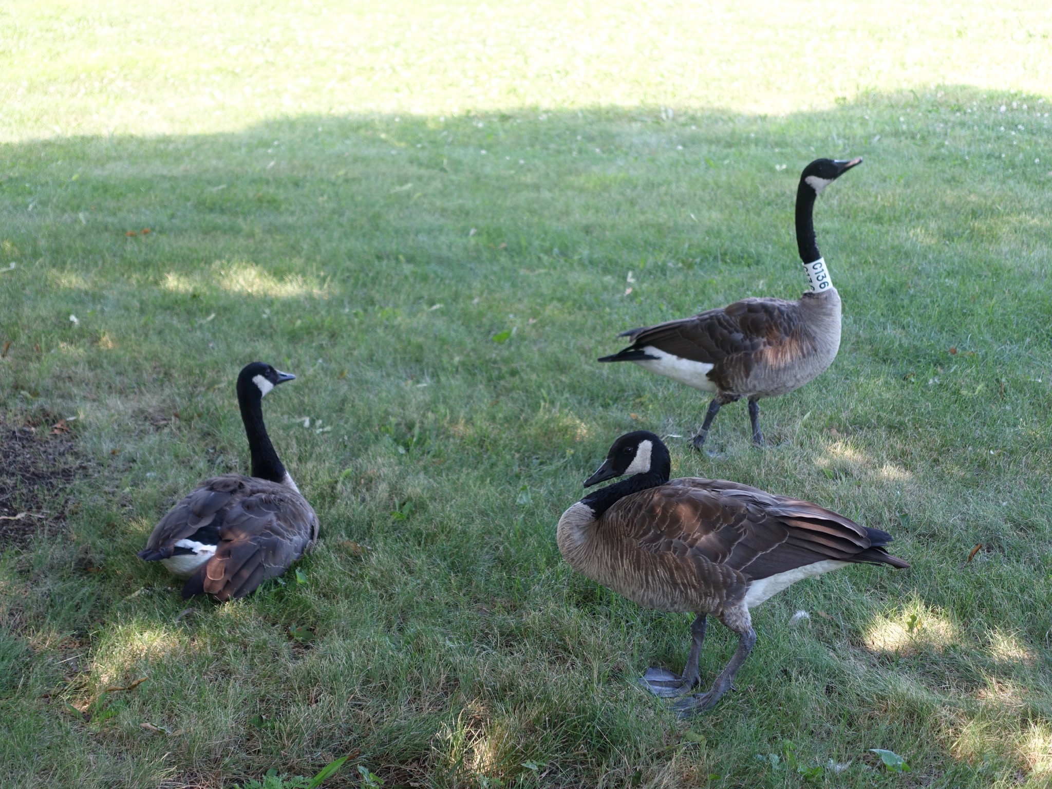 Photo 130 of 135 from the album Highlights Chicago 2015.