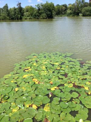 Thumbnail 119 of 135.