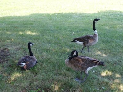 Thumbnail 130 of 135.