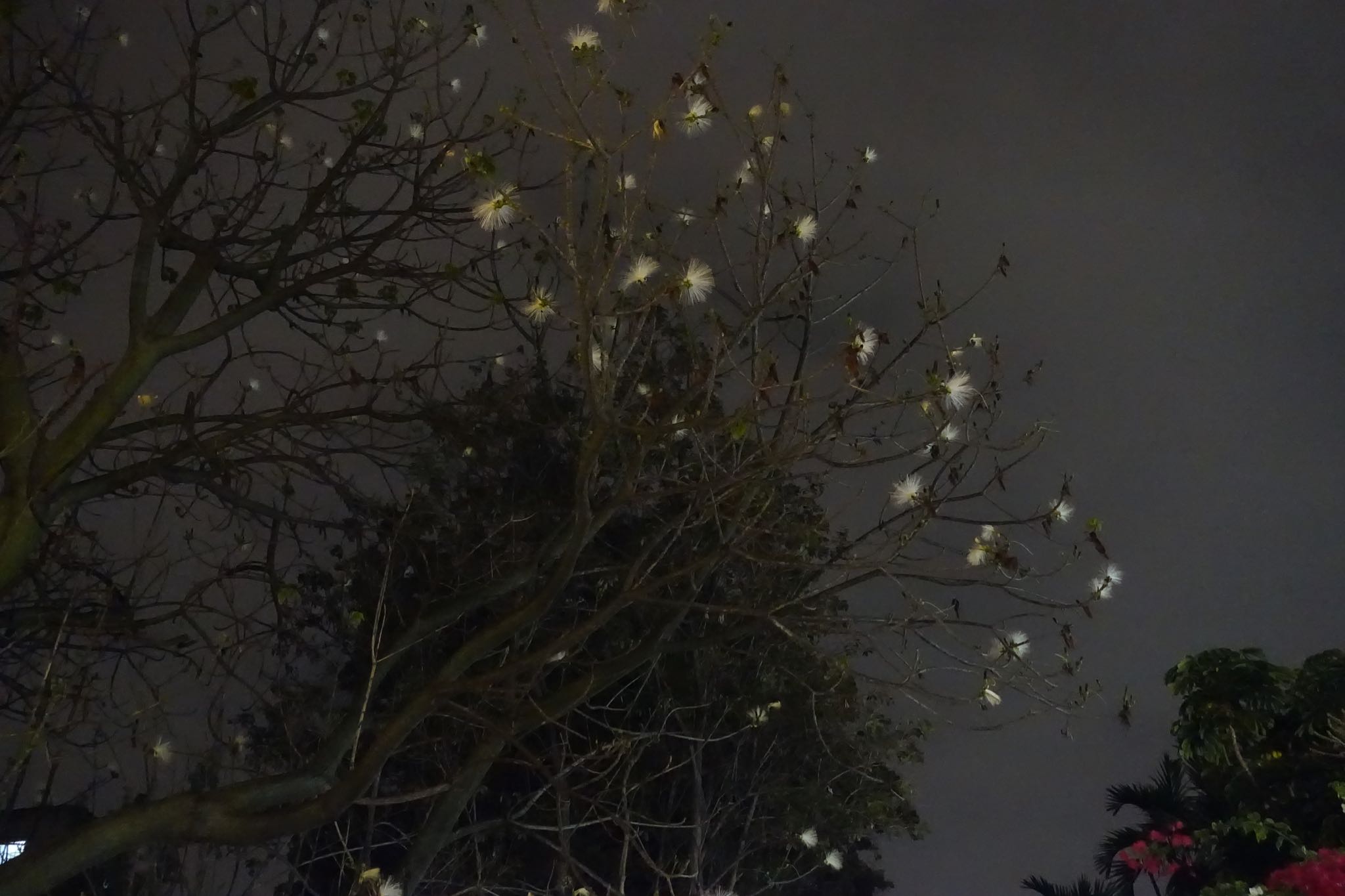 Photo 132 of 221 from the album Highlights Cuba 2019.