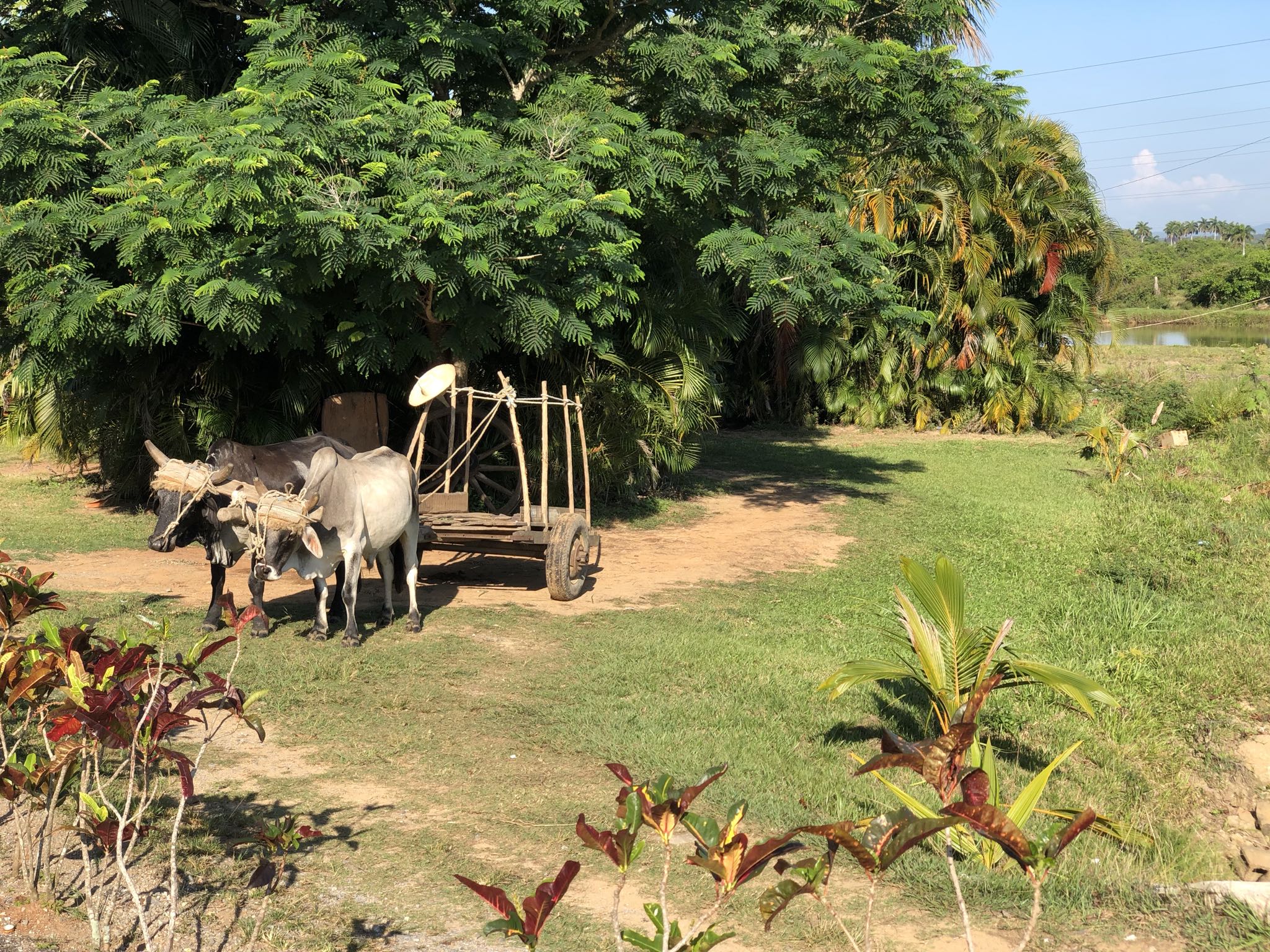 Photo 150 of 221 from the album Highlights Cuba 2019.