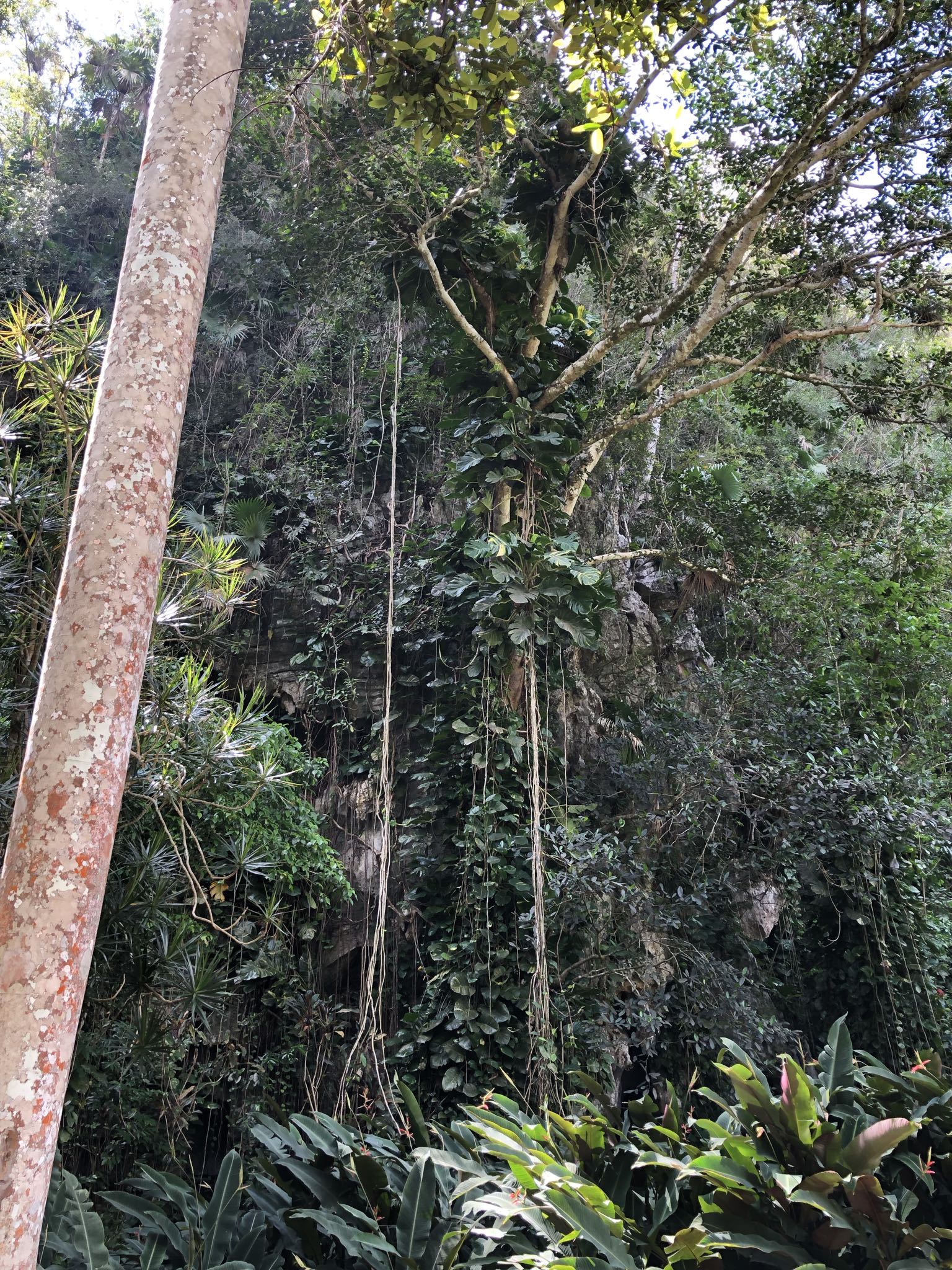 Photo 152 of 221 from the album Highlights Cuba 2019.