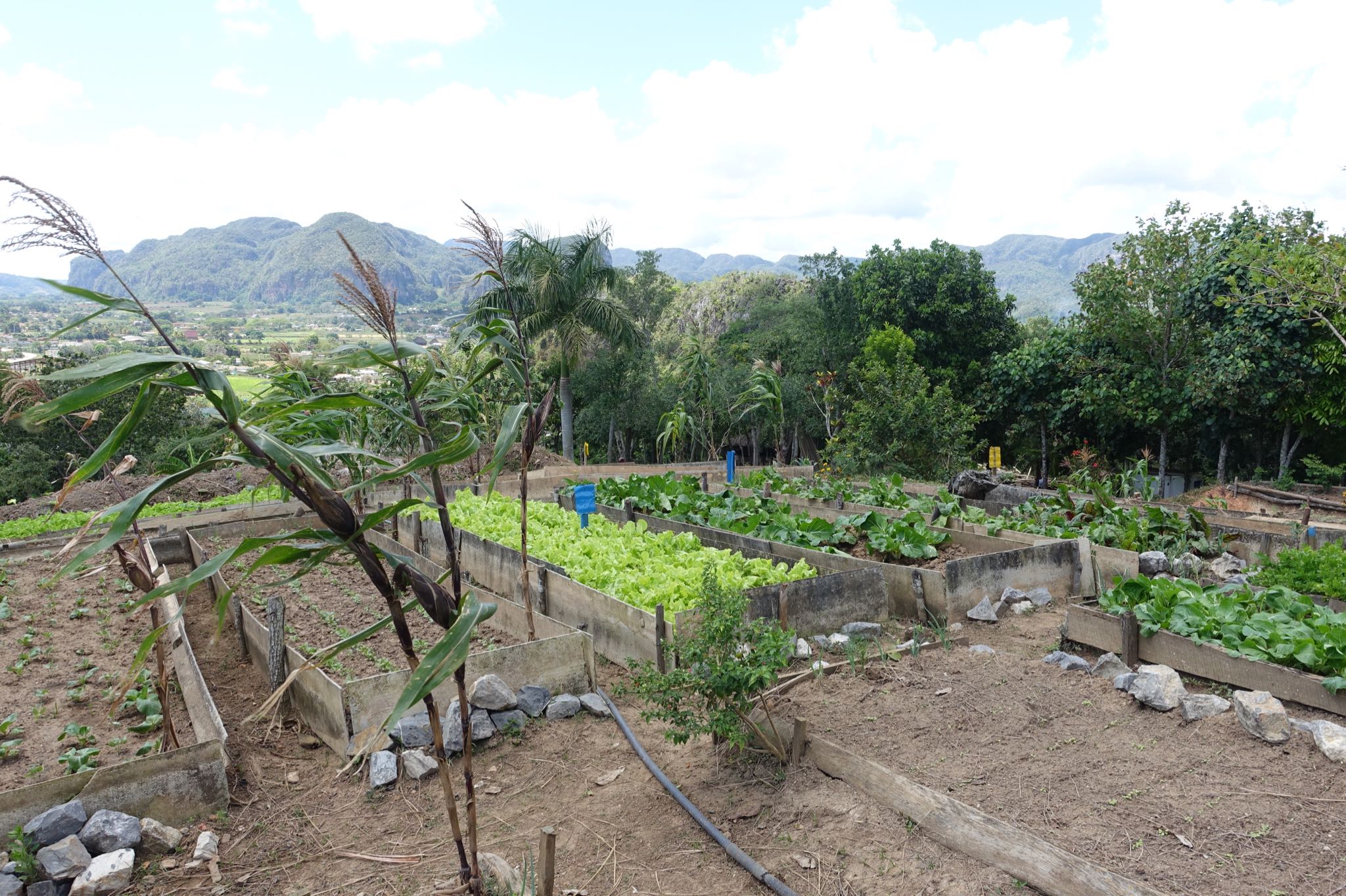 Photo 170 of 221 from the album Highlights Cuba 2019.