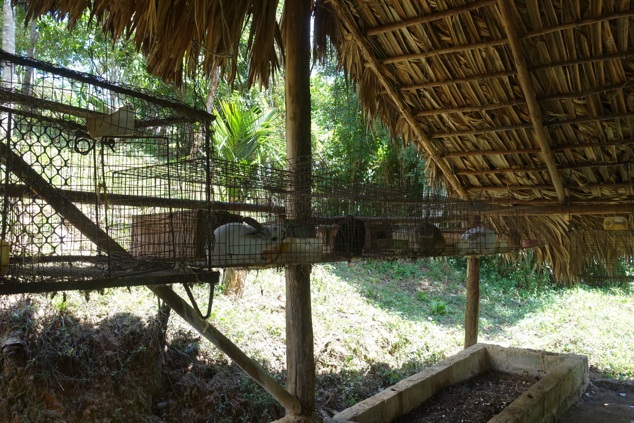 Photo 173 of 221 from the album Highlights Cuba 2019.