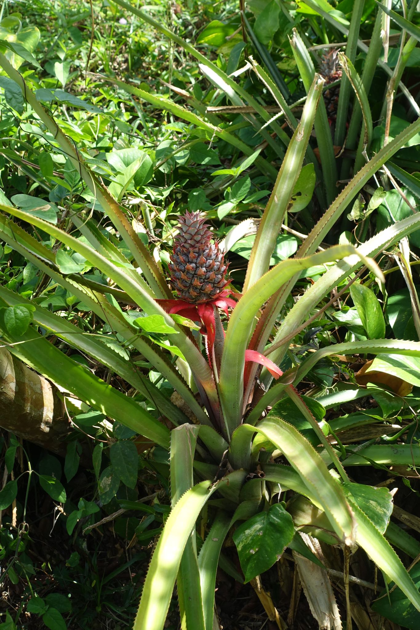 Photo 176 of 221 from the album Highlights Cuba 2019.