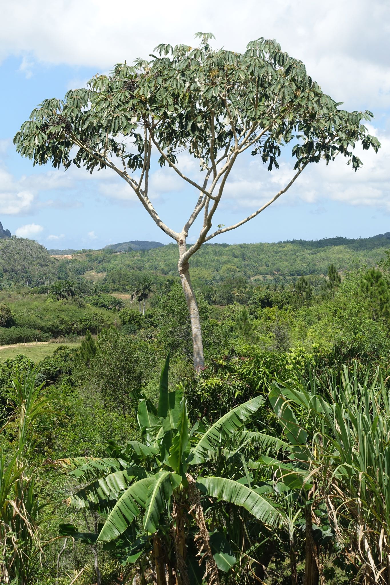 Photo 177 of 221 from the album Highlights Cuba 2019.