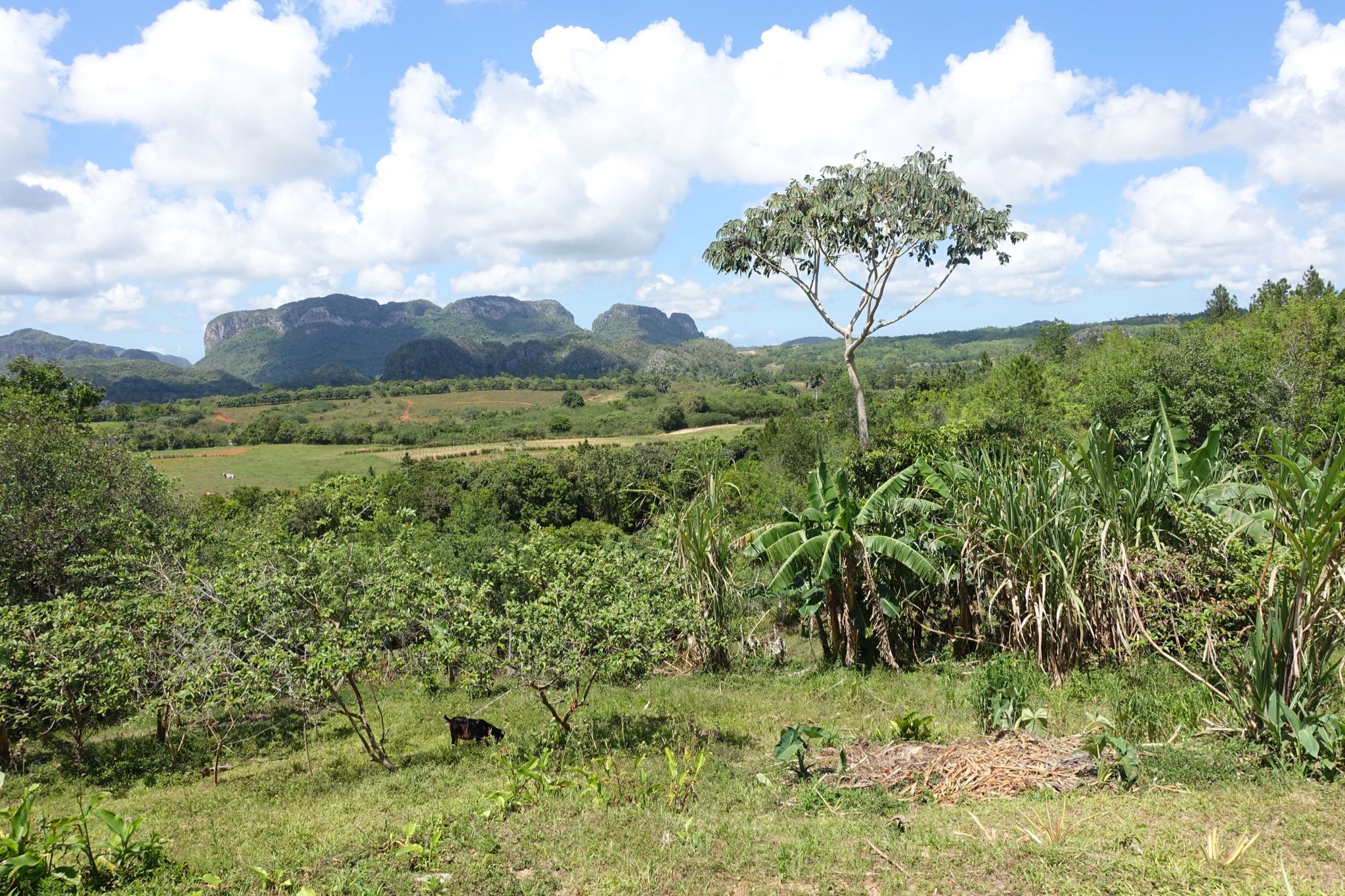 Photo 178 of 221 from the album Highlights Cuba 2019.