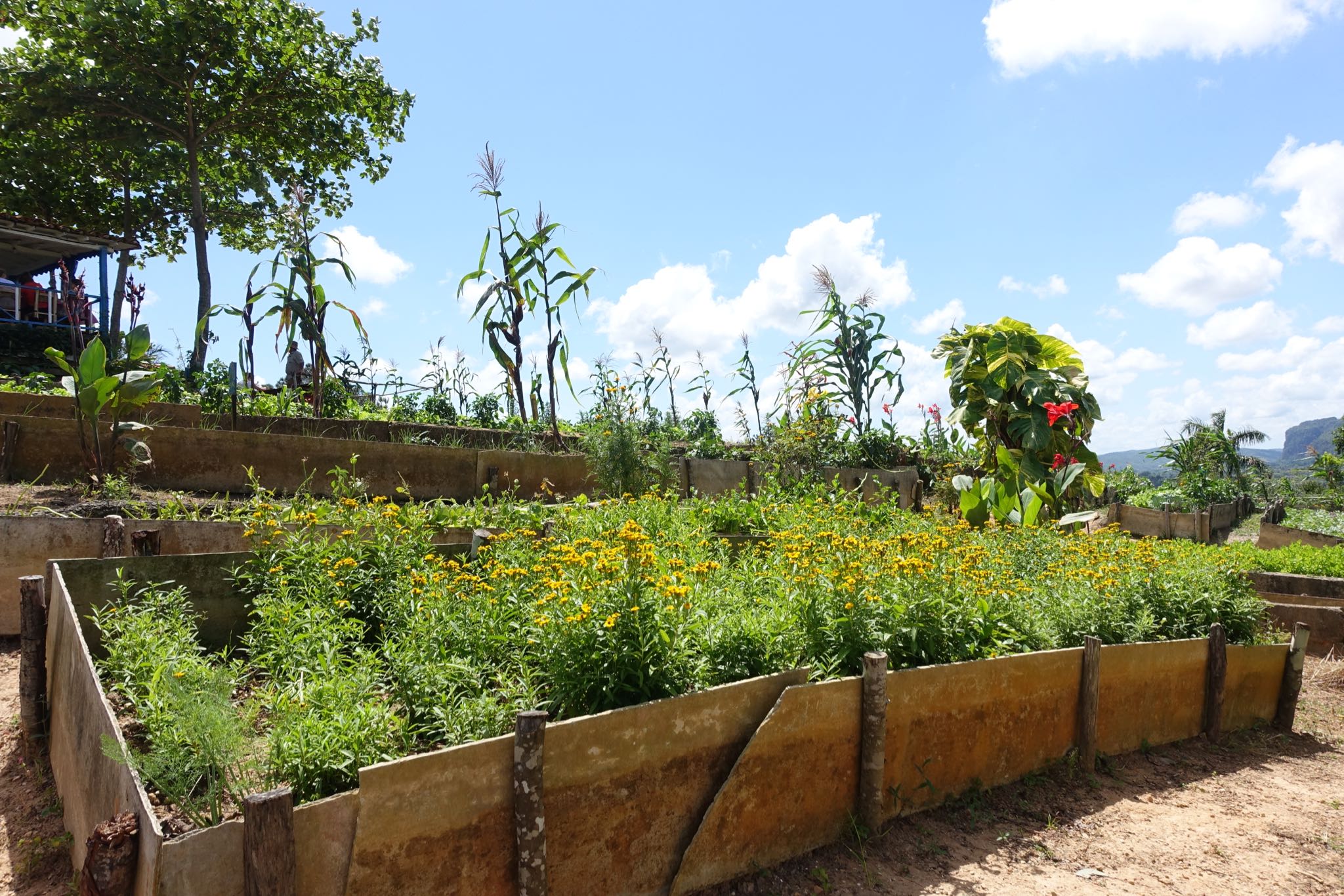 Photo 182 of 221 from the album Highlights Cuba 2019.