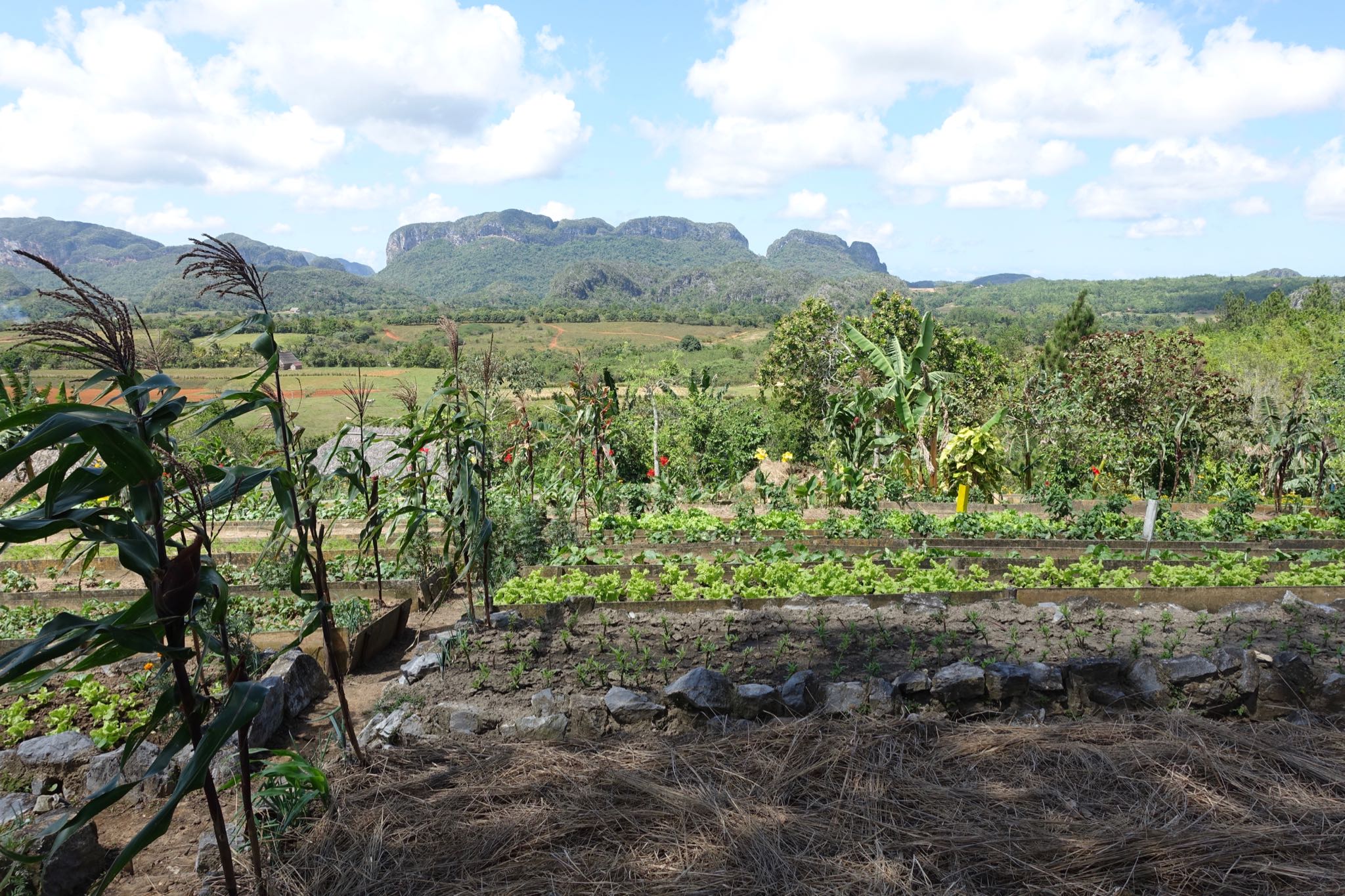 Photo 183 of 221 from the album Highlights Cuba 2019.