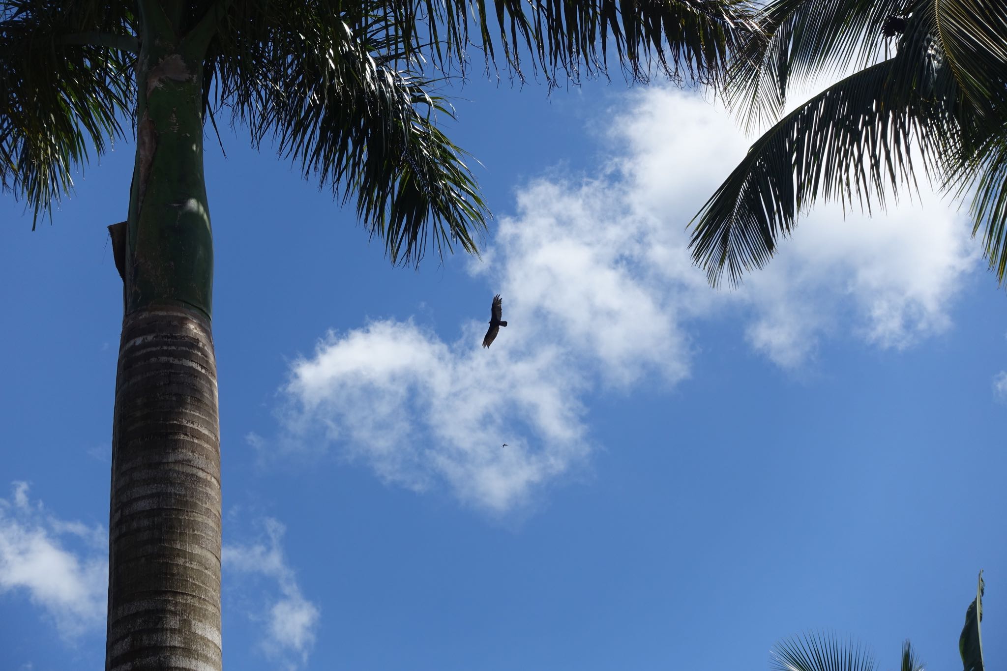 Photo 187 of 221 from the album Highlights Cuba 2019.