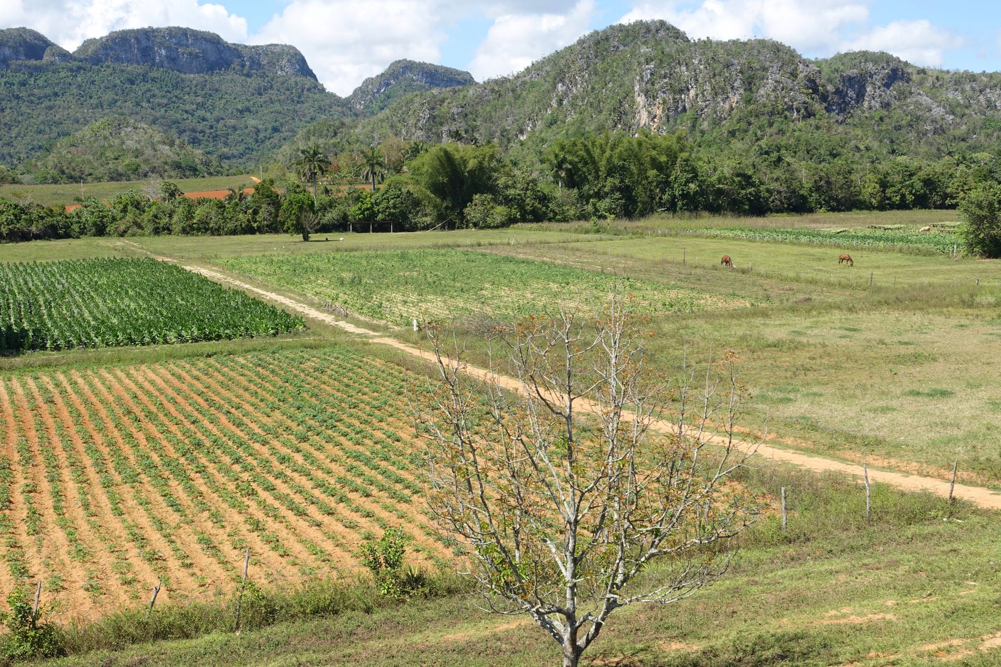 Photo 190 of 221 from the album Highlights Cuba 2019.