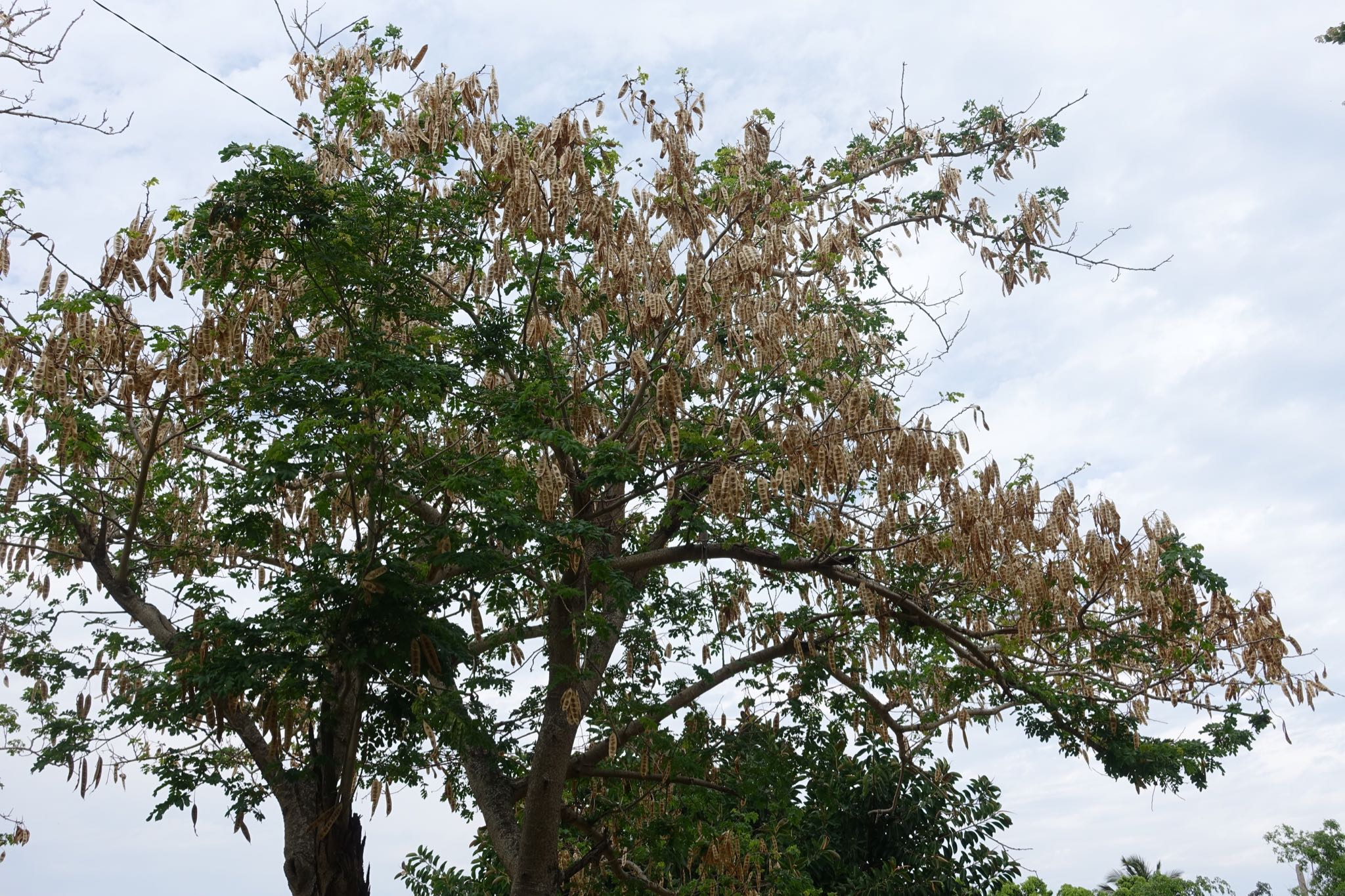 Photo 71 of 221 from the album Highlights Cuba 2019.