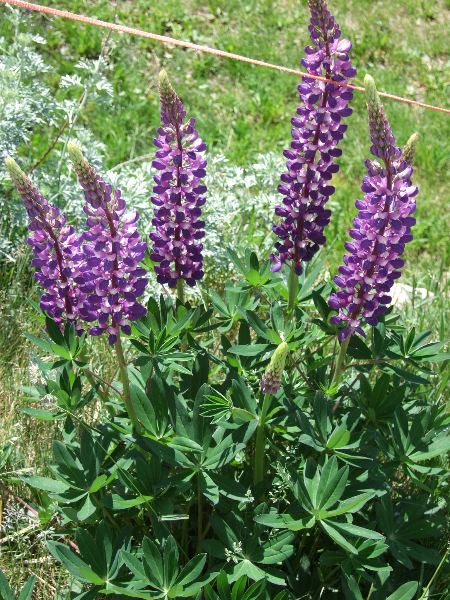 Photo 9 of 12 from the album Day Trip to Davos/Guarda/Ardez.