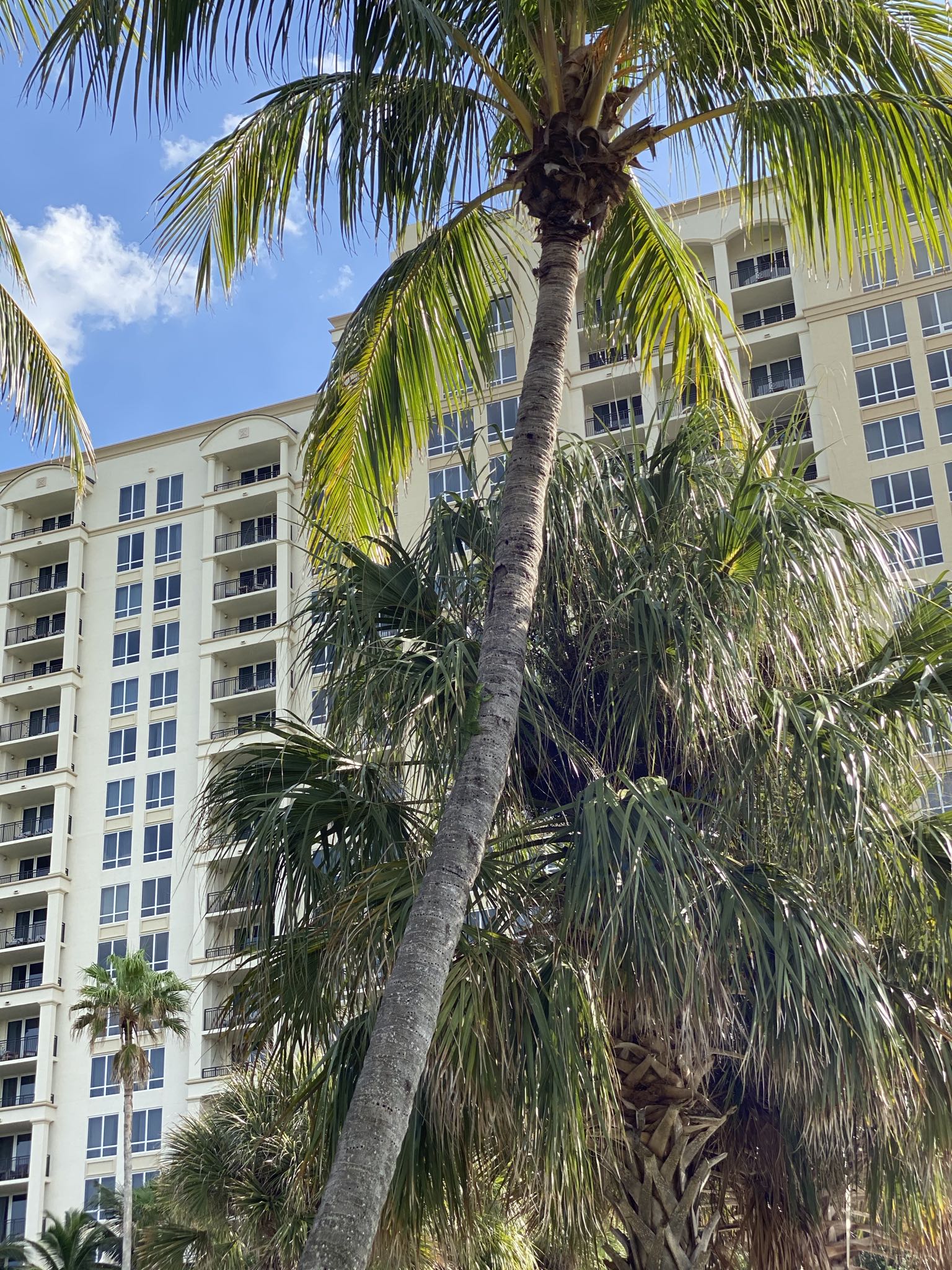 Photo 19 of 78 from the album Highlights Florida – New York 2019.