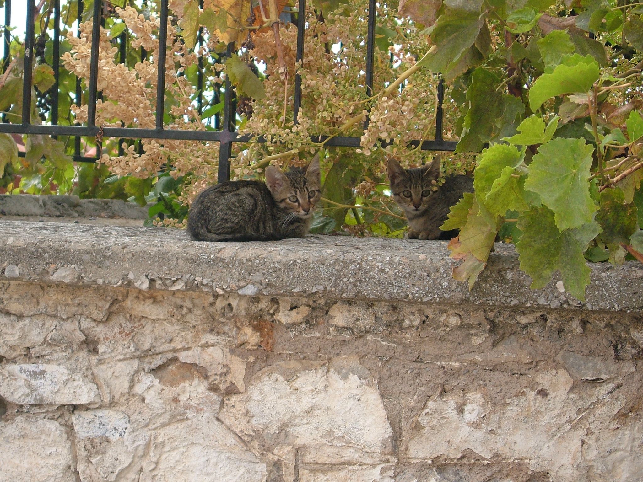 Photo 11 of 74 from the album Highlights Greece 2004.