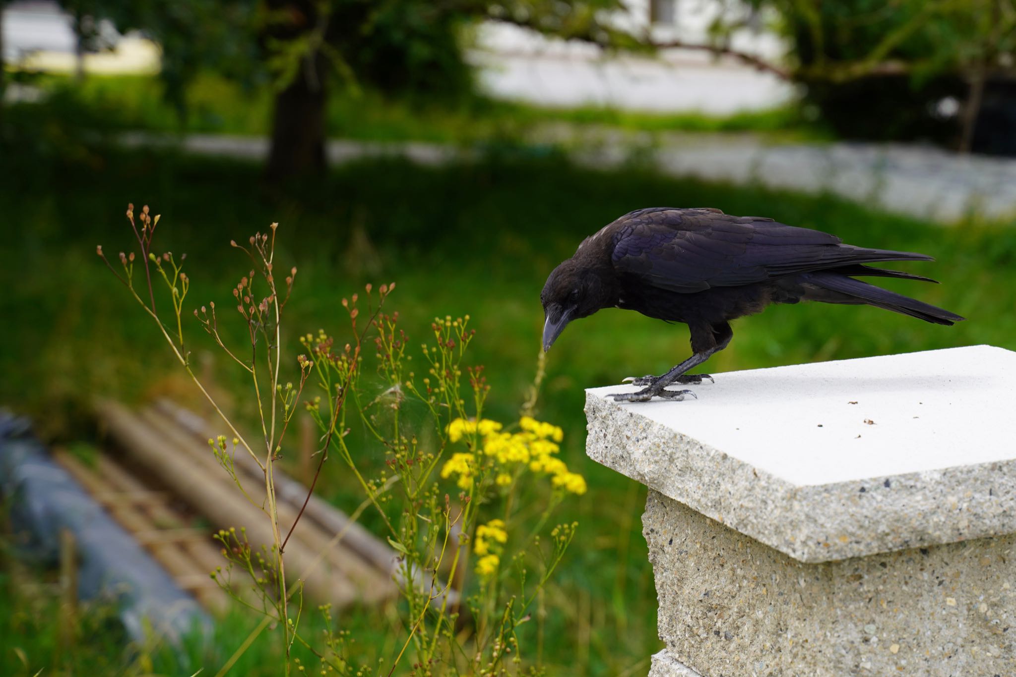 Photo 29 of 34 from the album Gruyères 2021.
