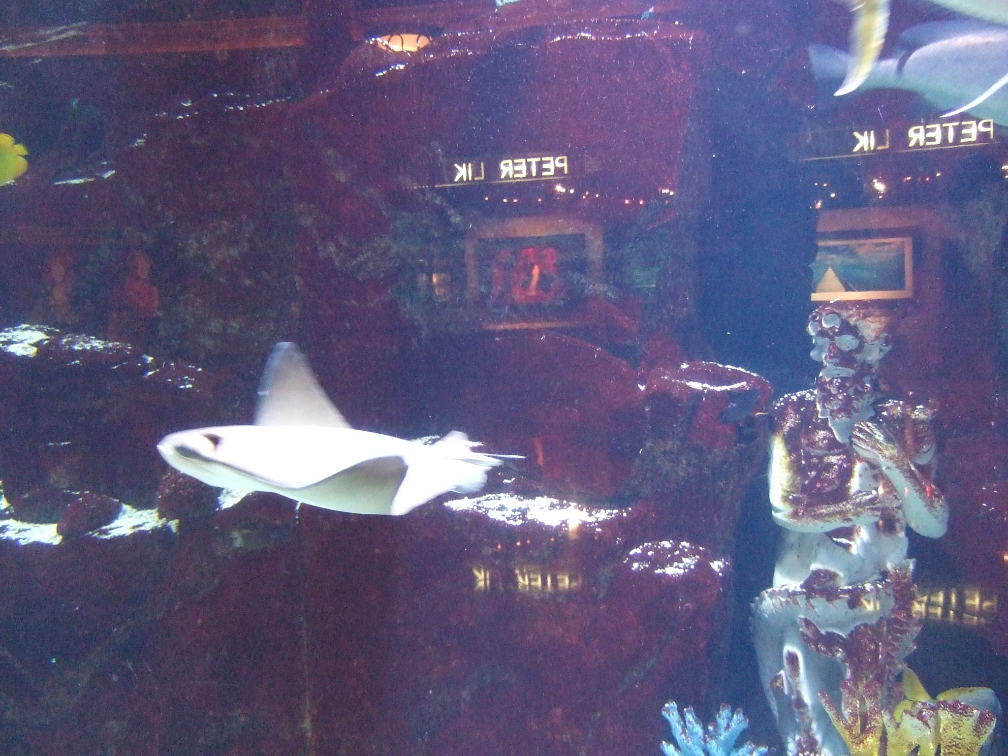 Photo 15 of 61 from the album Highlights Las Vegas 2010.