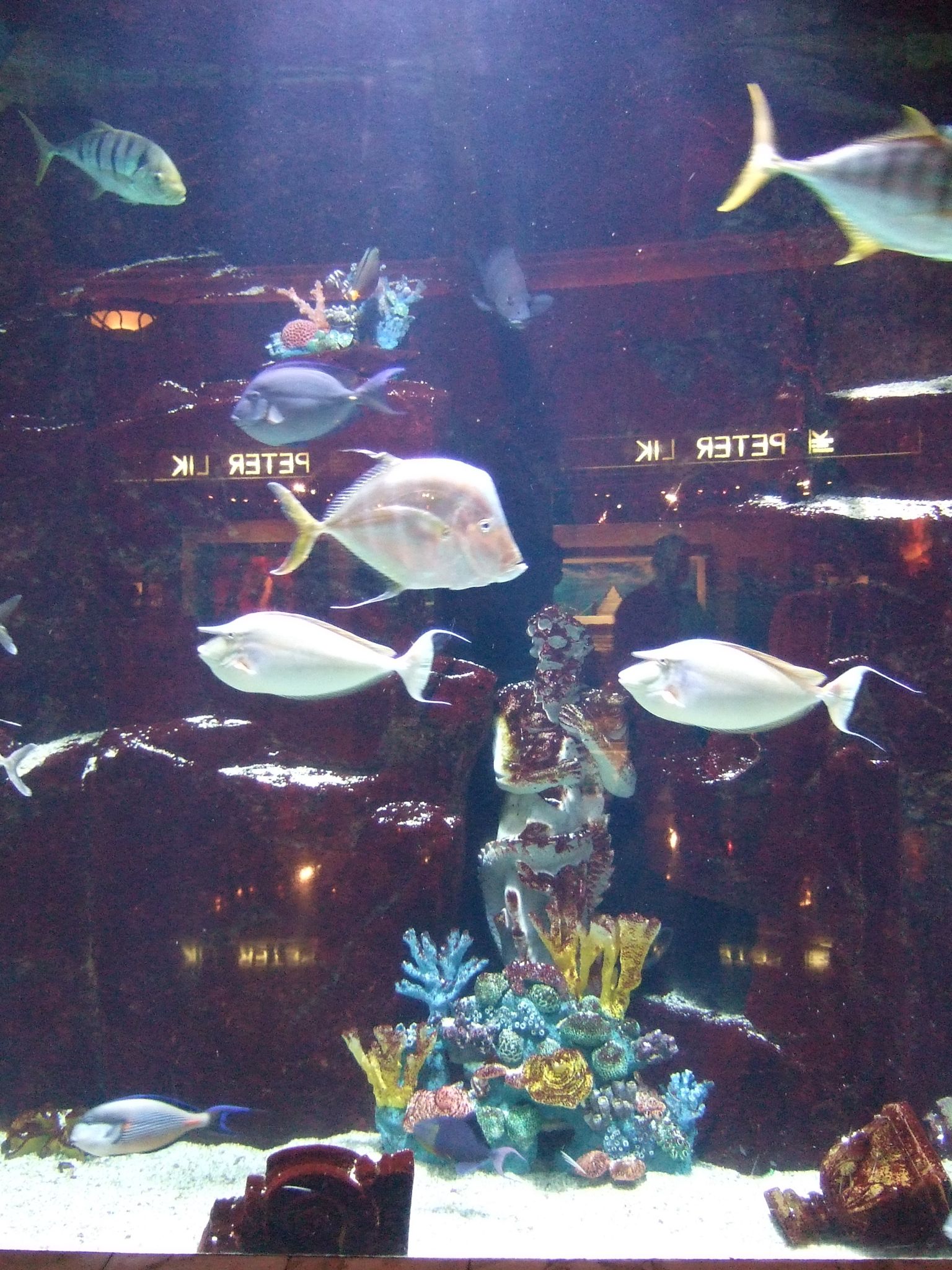 Photo 16 of 61 from the album Highlights Las Vegas 2010.