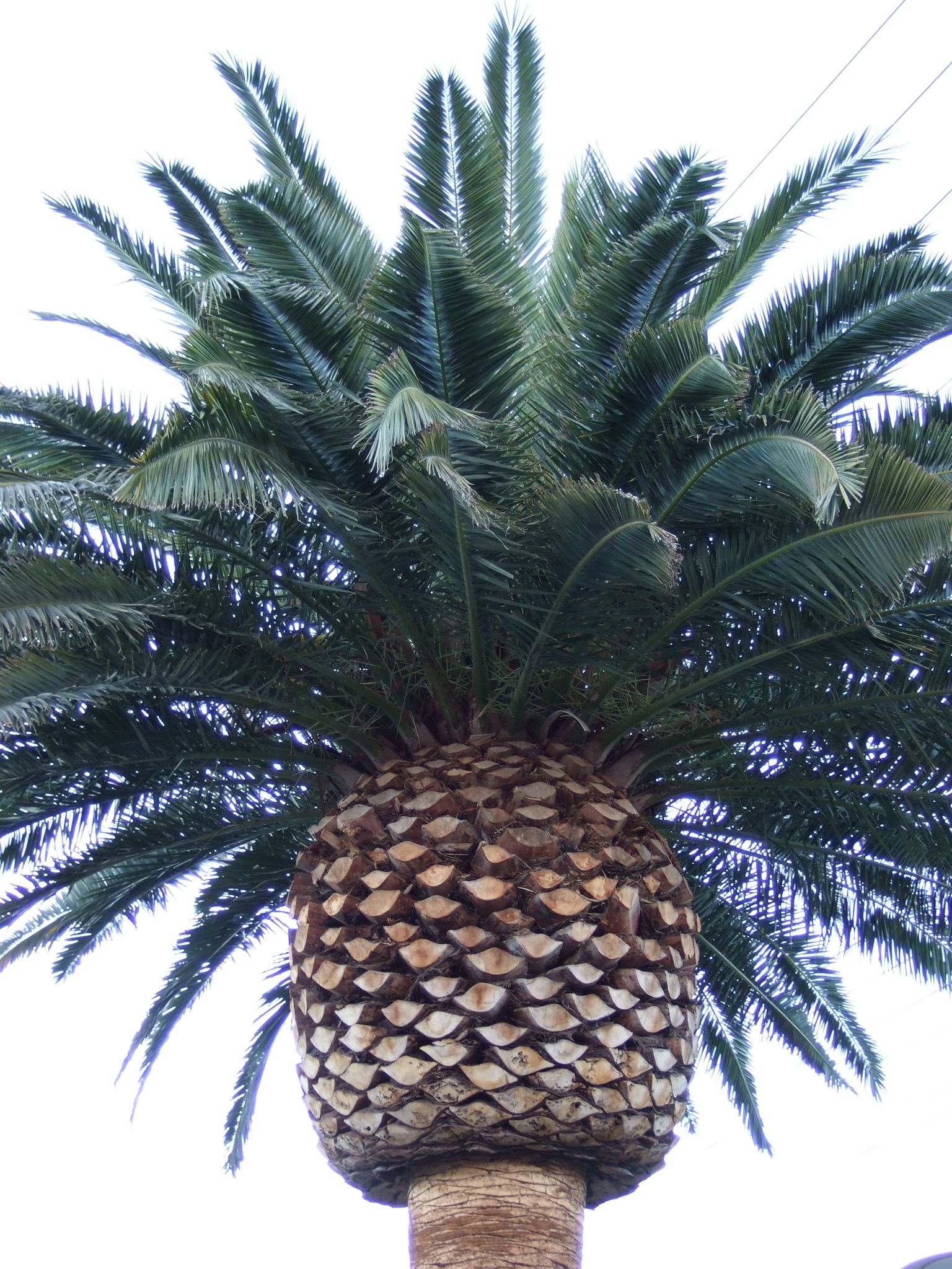 Photo 26 of 61 from the album Highlights Las Vegas 2010.