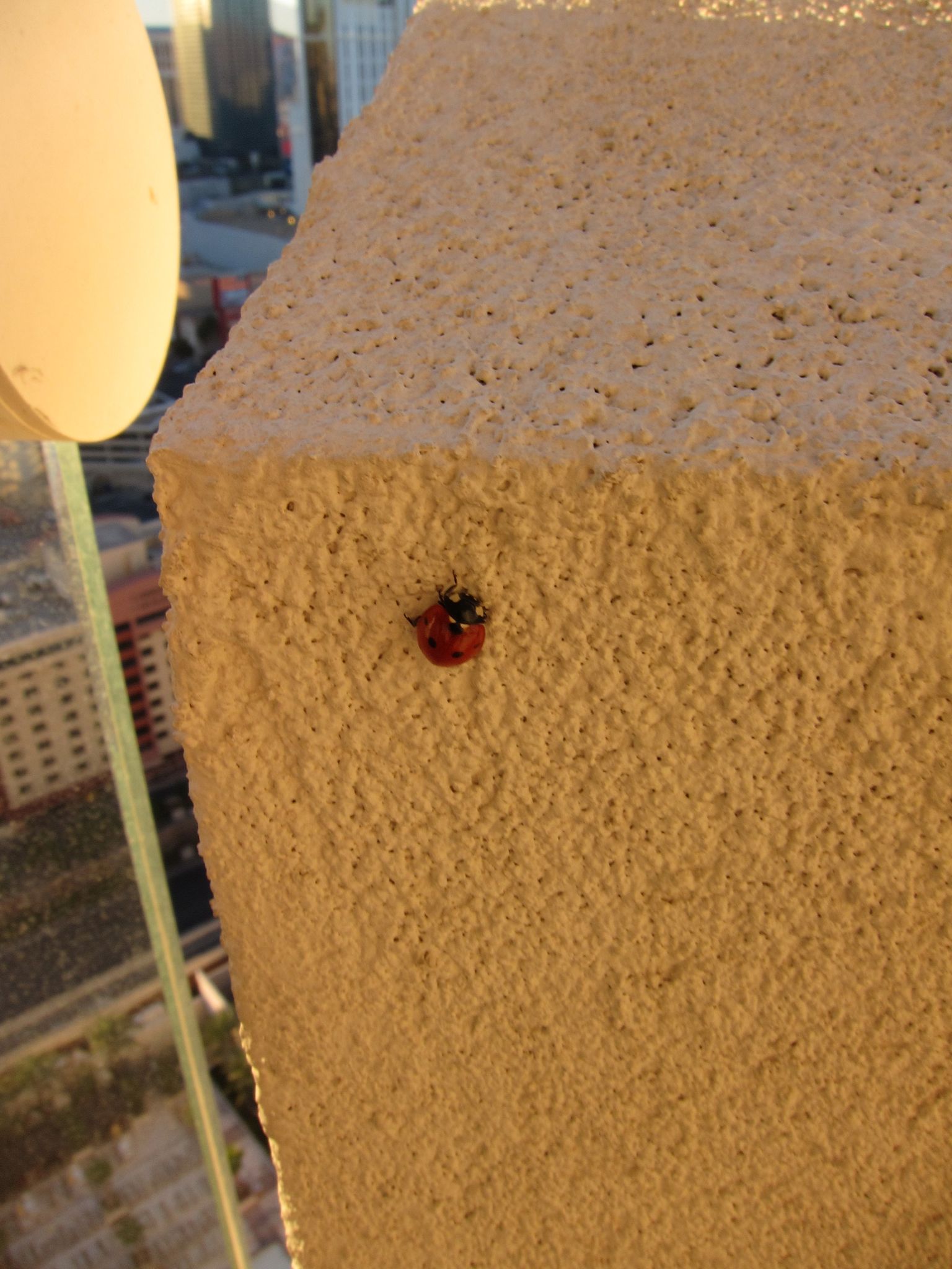 Photo 21 of 44 from the album Highlights Las Vegas 2011.