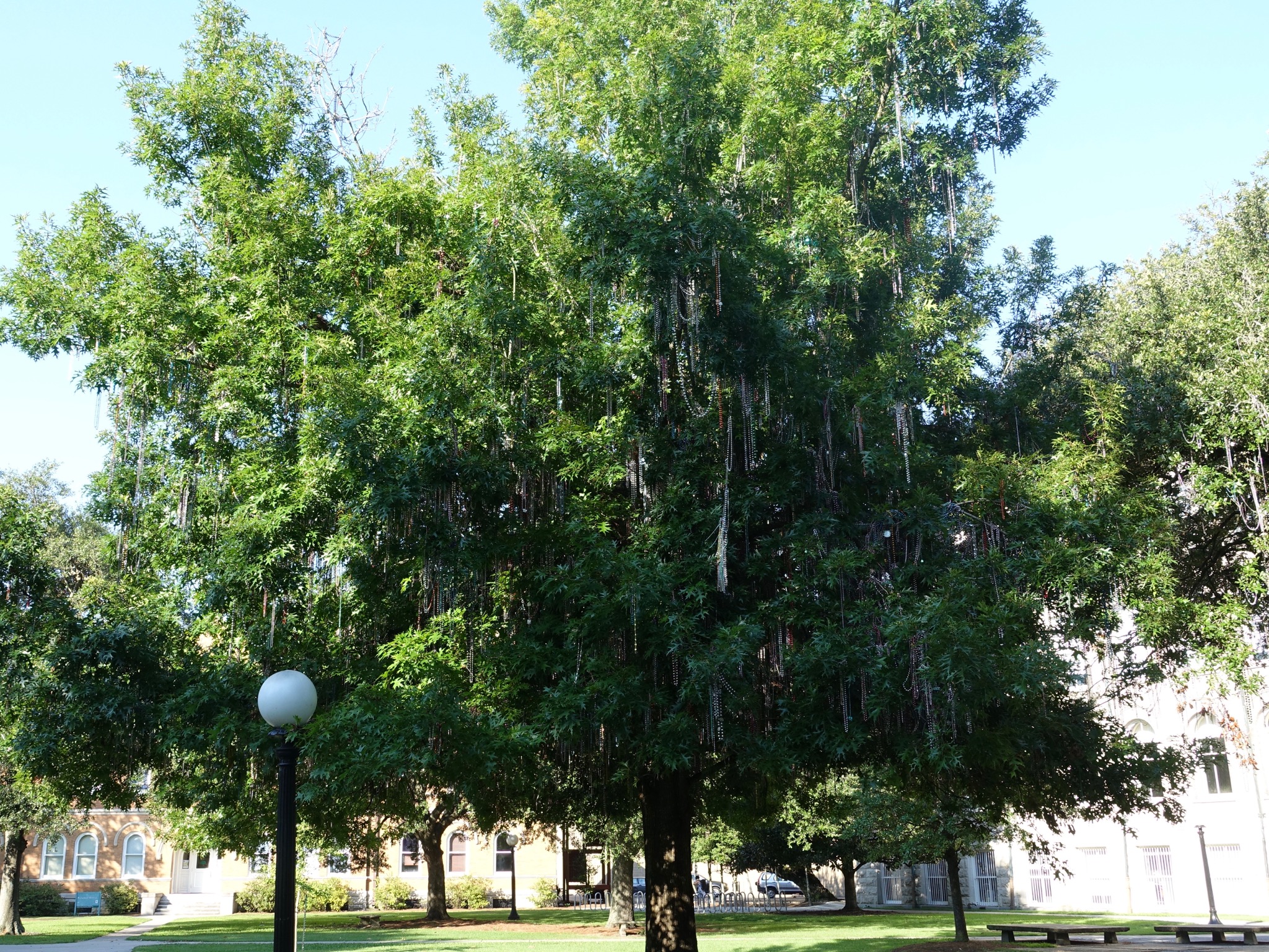 Photo 26 of 56 from the album Highlights New Orleans 2015.