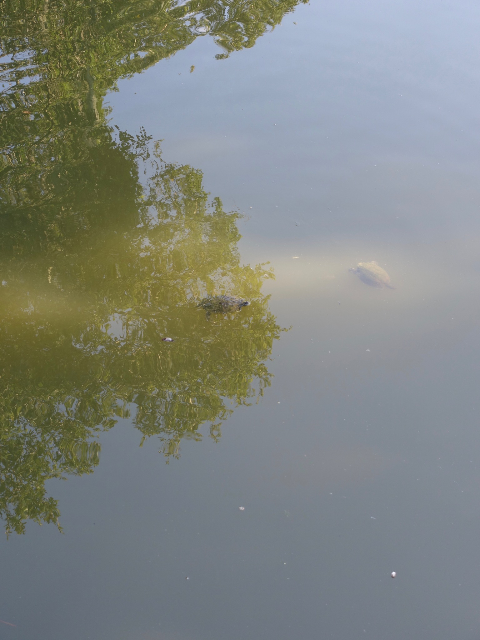 Photo 30 of 56 from the album Highlights New Orleans 2015.