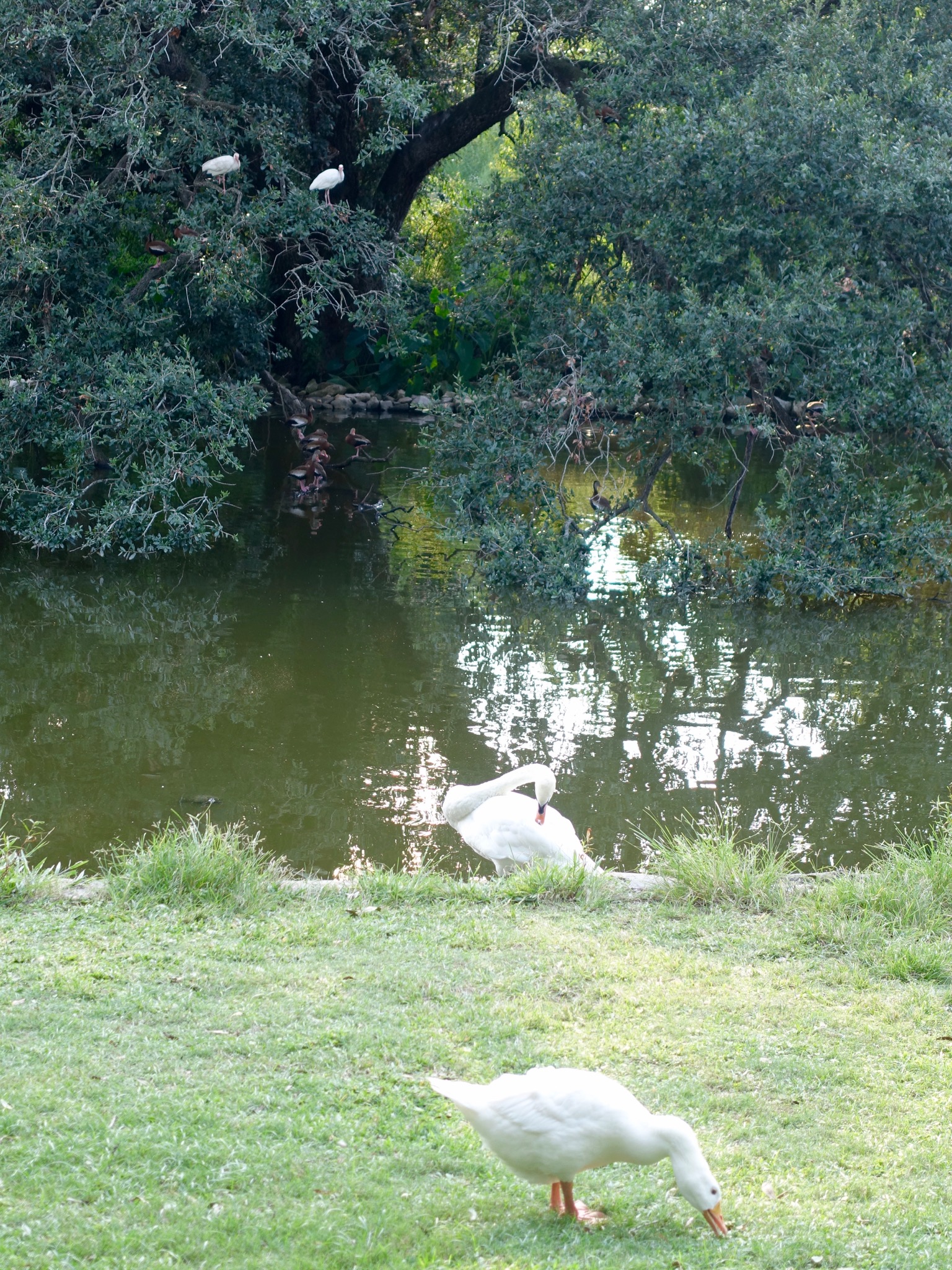 Photo 35 of 56 from the album Highlights New Orleans 2015.