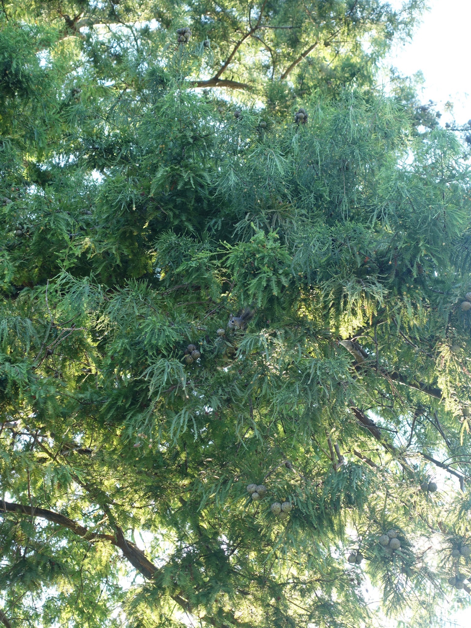 Photo 36 of 56 from the album Highlights New Orleans 2015.