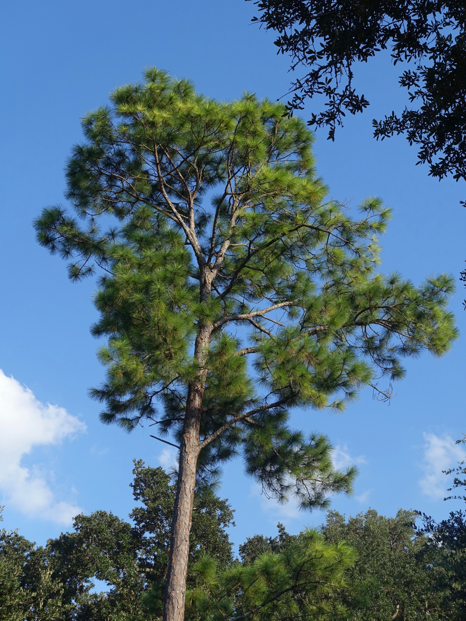 Photo 37 of 56 from the album Highlights New Orleans 2015.