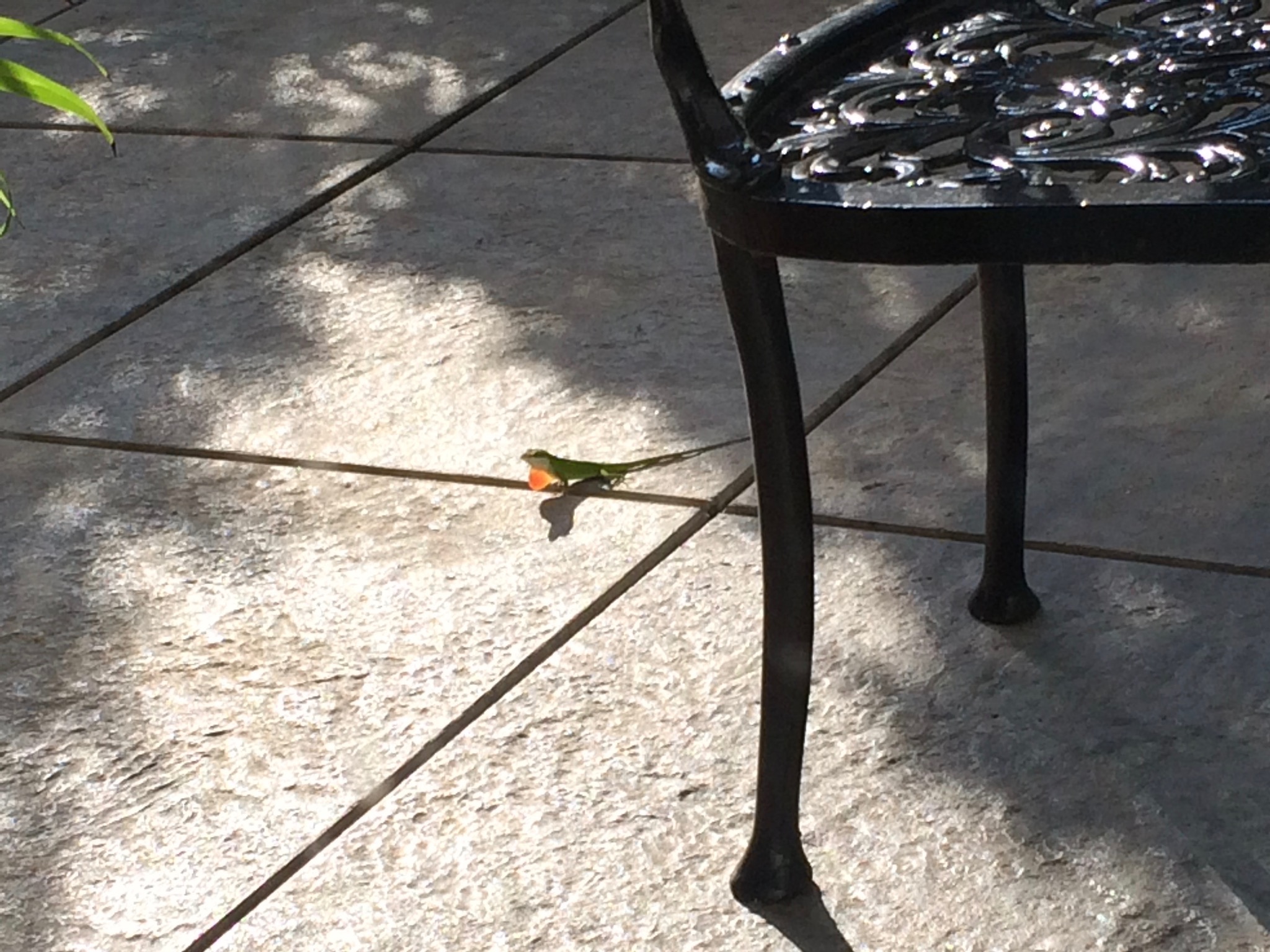 Photo 51 of 56 from the album Highlights New Orleans 2015.