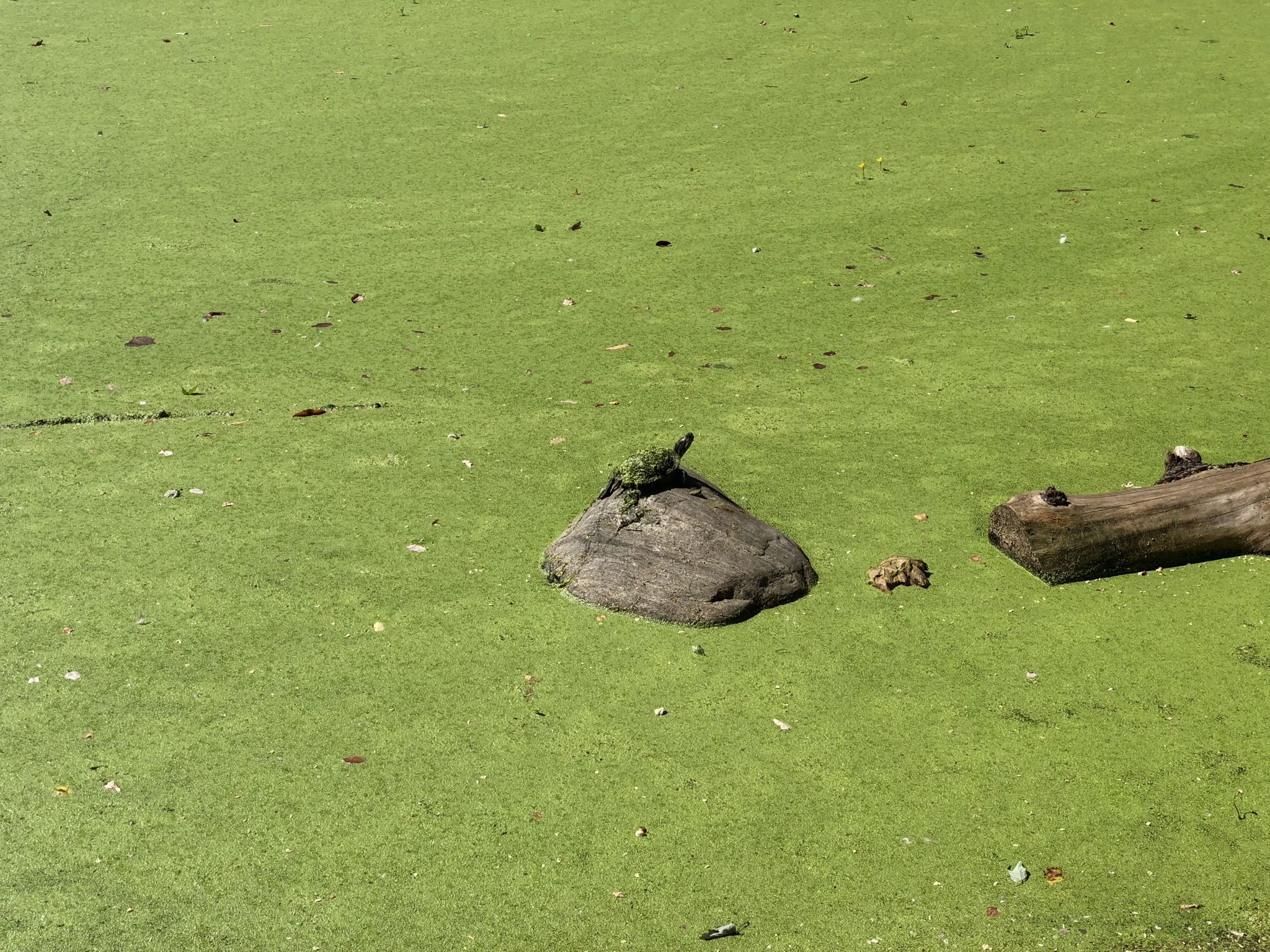 Photo 36 of 93 from the album Highlights New York 2018.