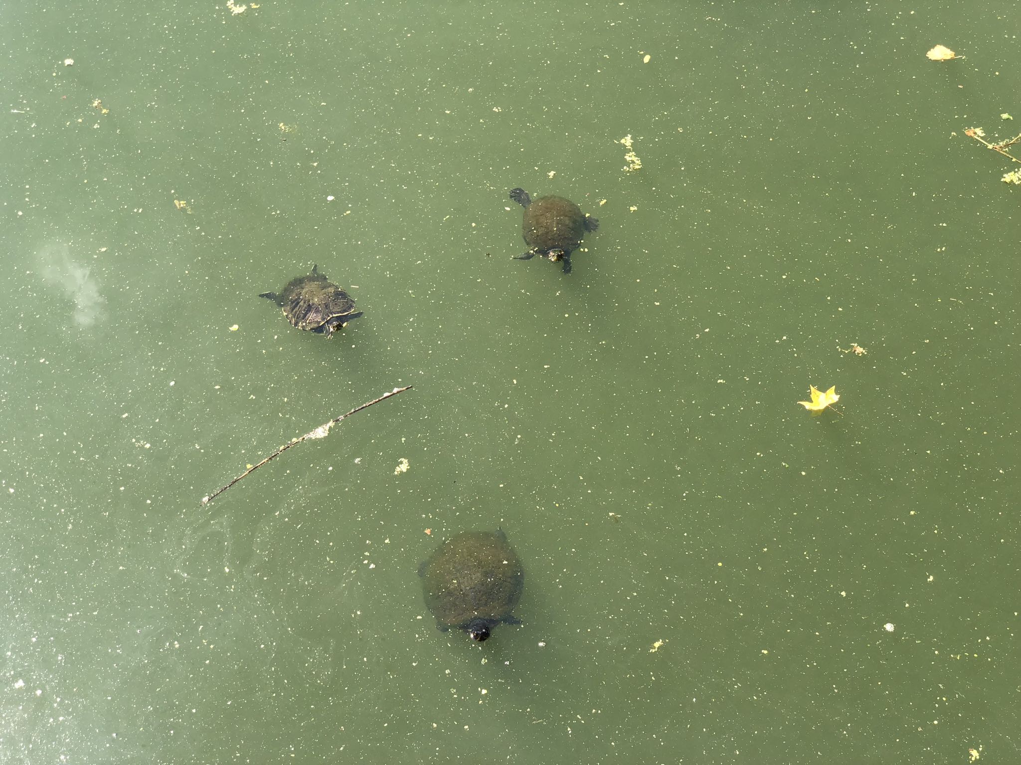 Photo 40 of 93 from the album Highlights New York 2018.