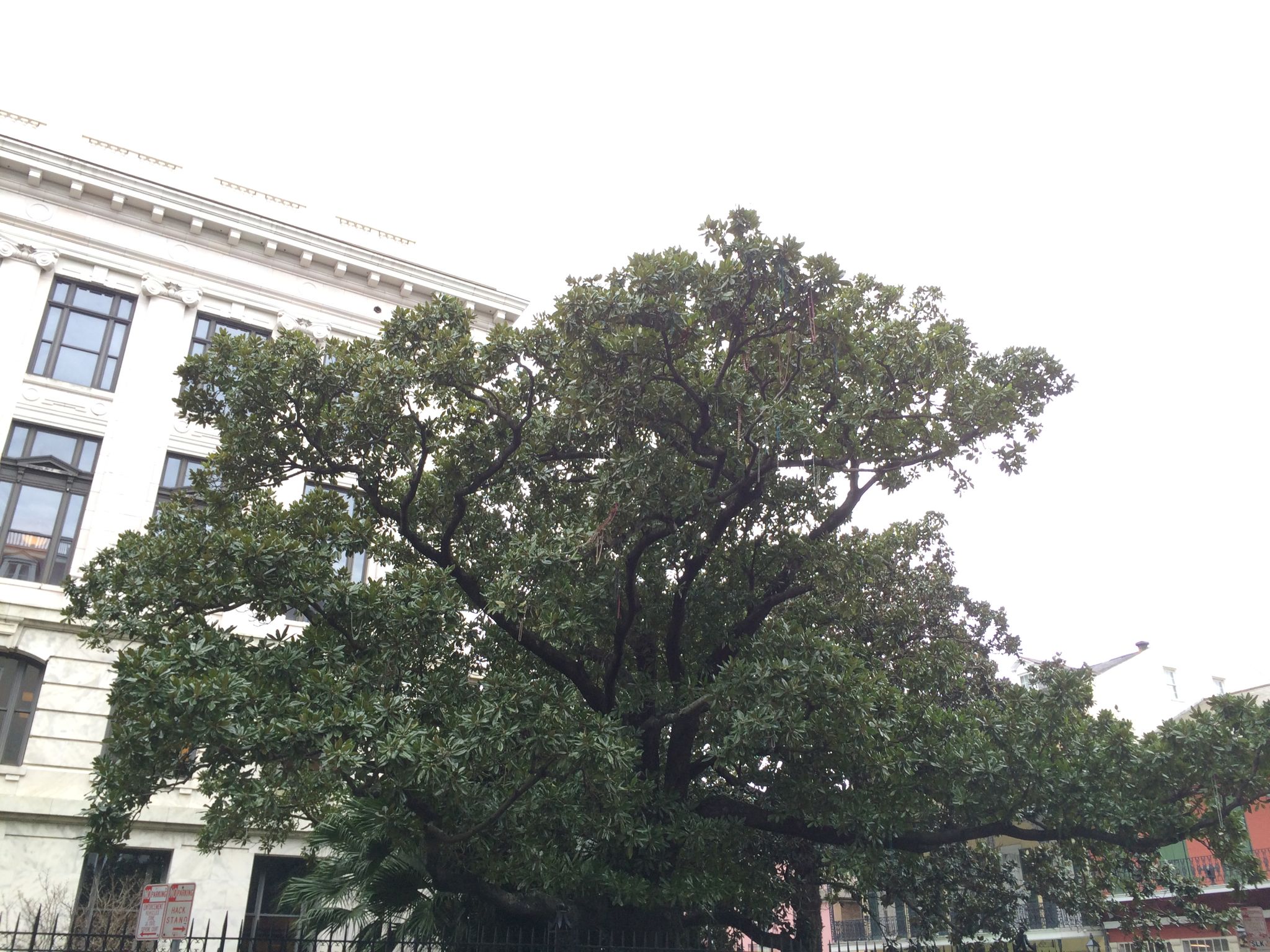 Photo 18 of 44 from the album Highlights New York – New Orleans 2014.