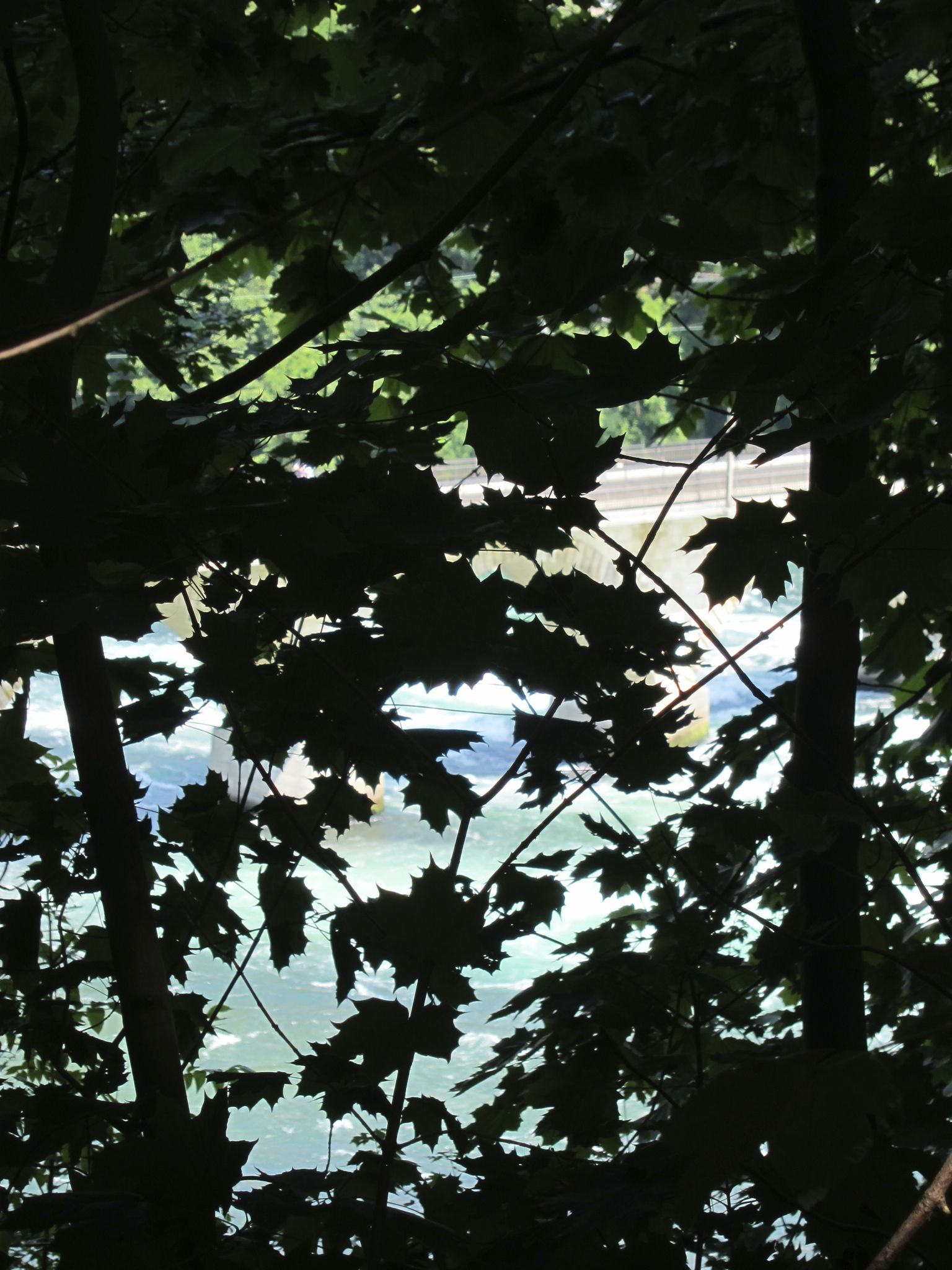 Photo 12 of 22 from the album Rheinfall.