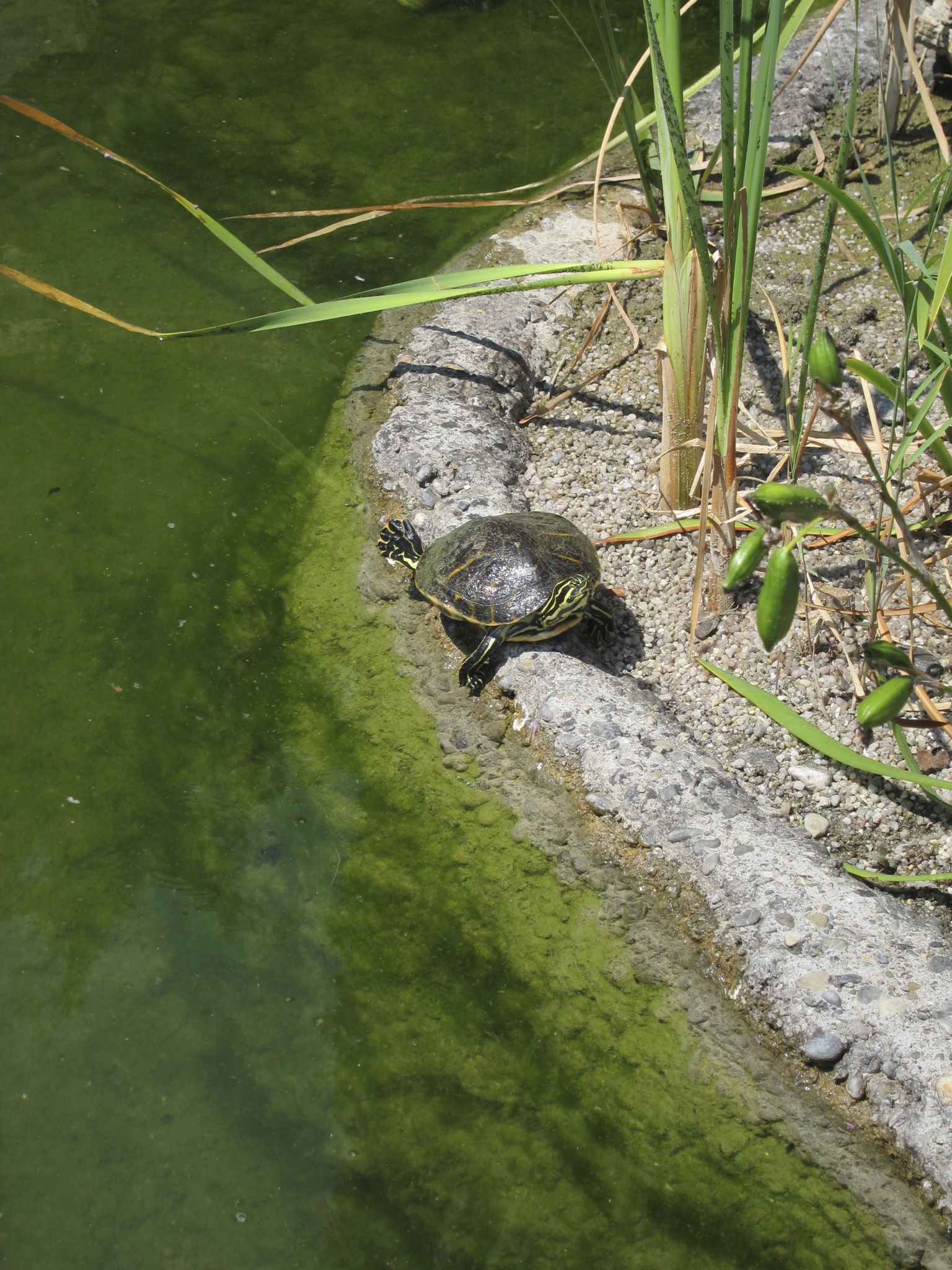 Photo 20 of 22 from the album Rheinfall.