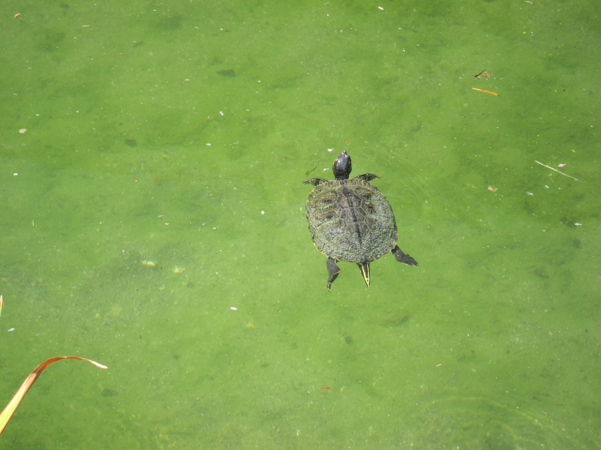 Photo 21 of 22 from the album Rheinfall.