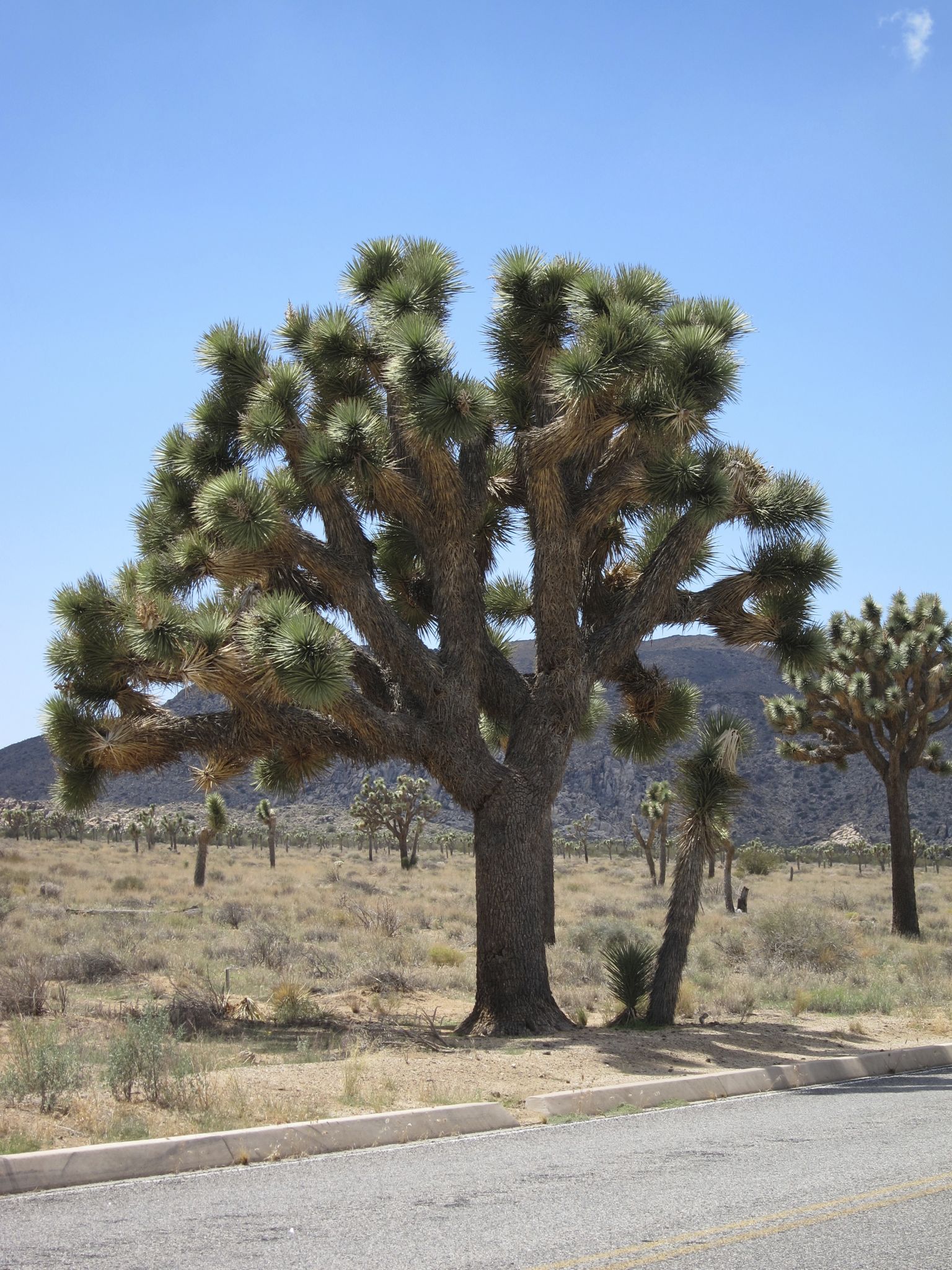 Photo 10 of 215 from the album Highlights Road Trip USA 2012.