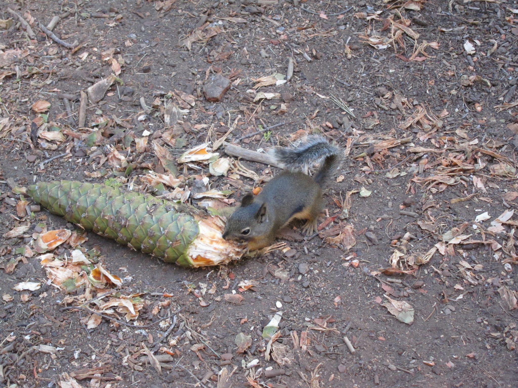 Photo 198 of 215 from the album Highlights Road Trip USA 2012.