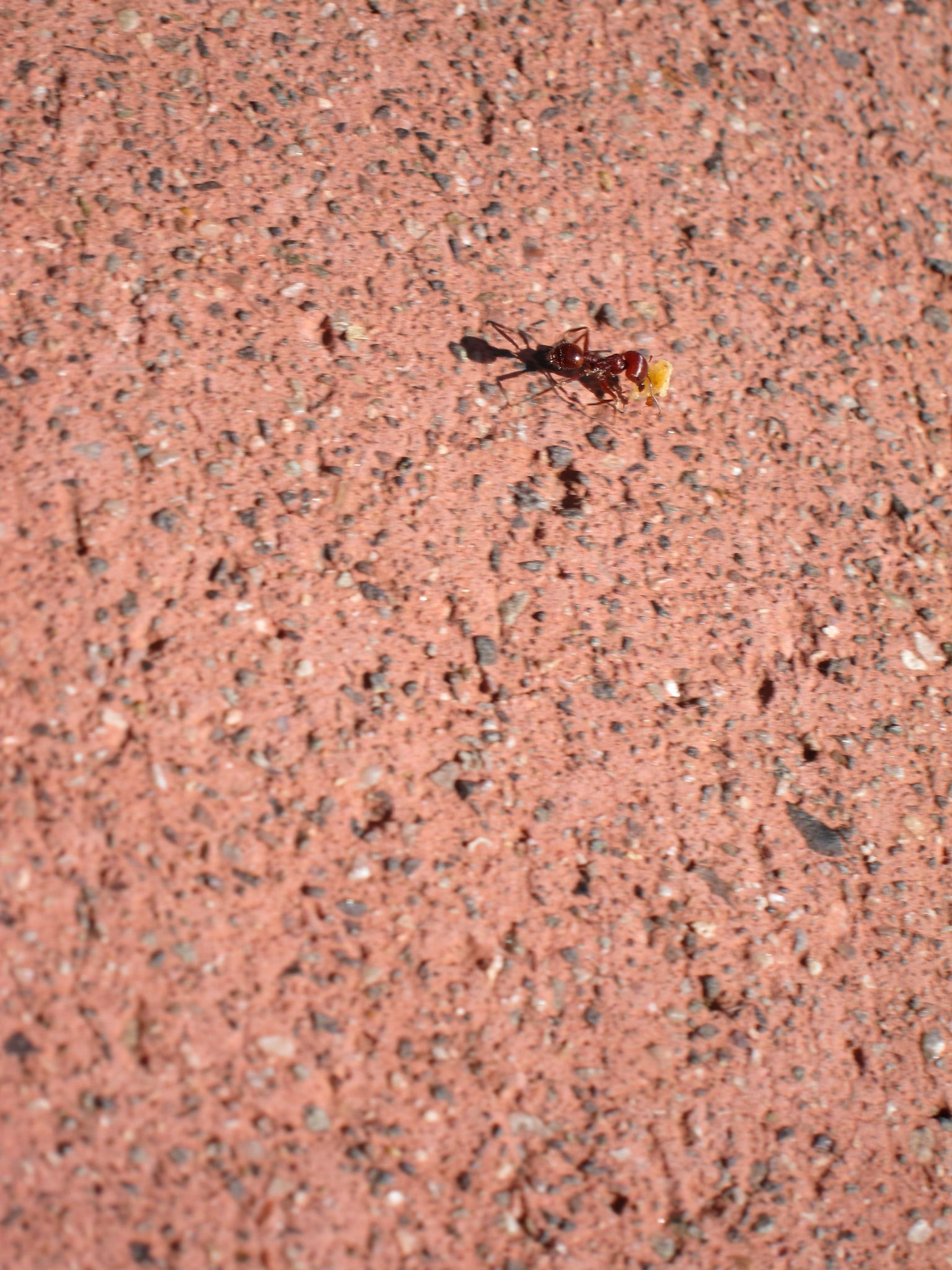 Photo 29 of 215 from the album Highlights Road Trip USA 2012.