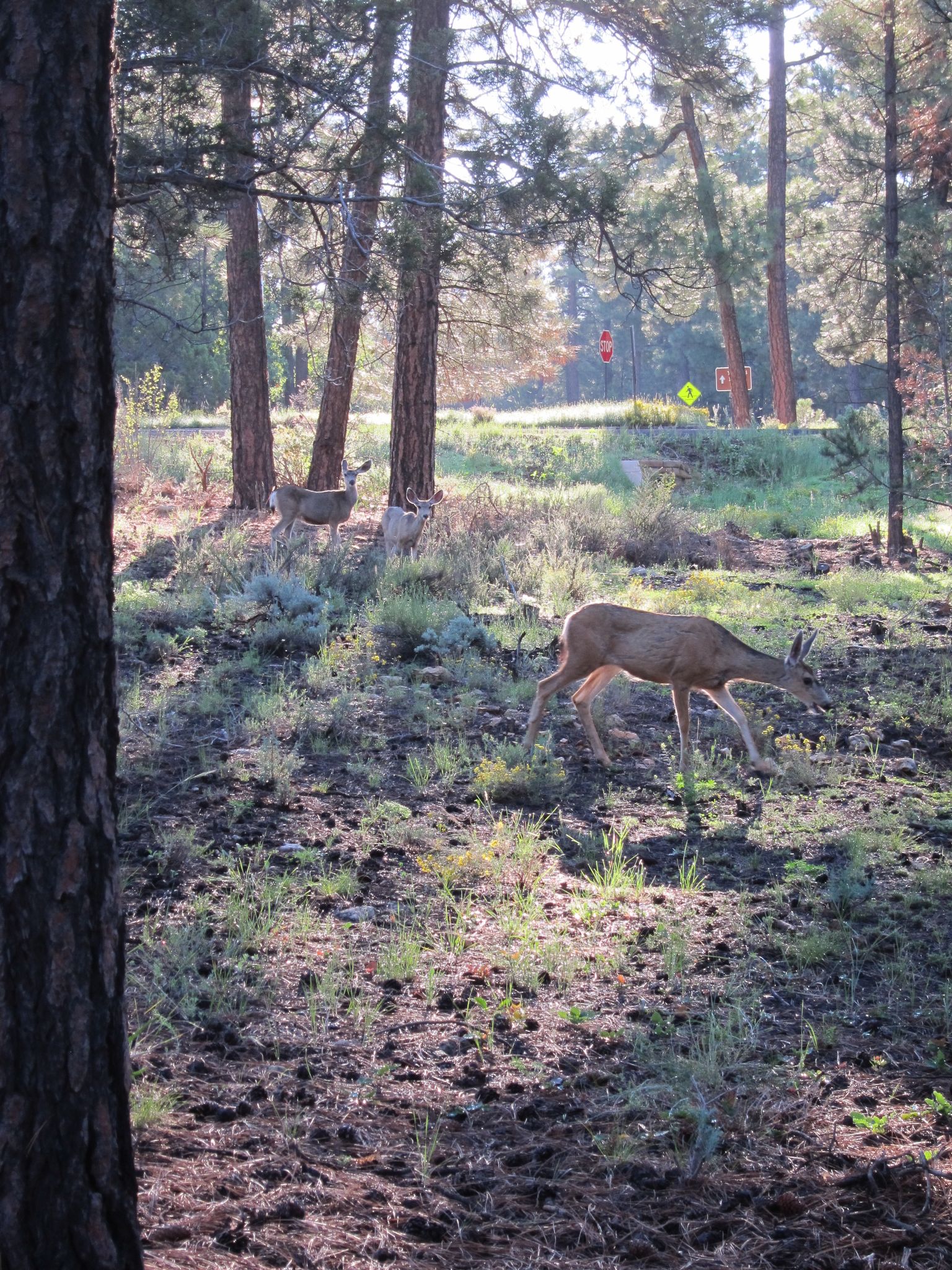 Photo 79 of 215 from the album Highlights Road Trip USA 2012.