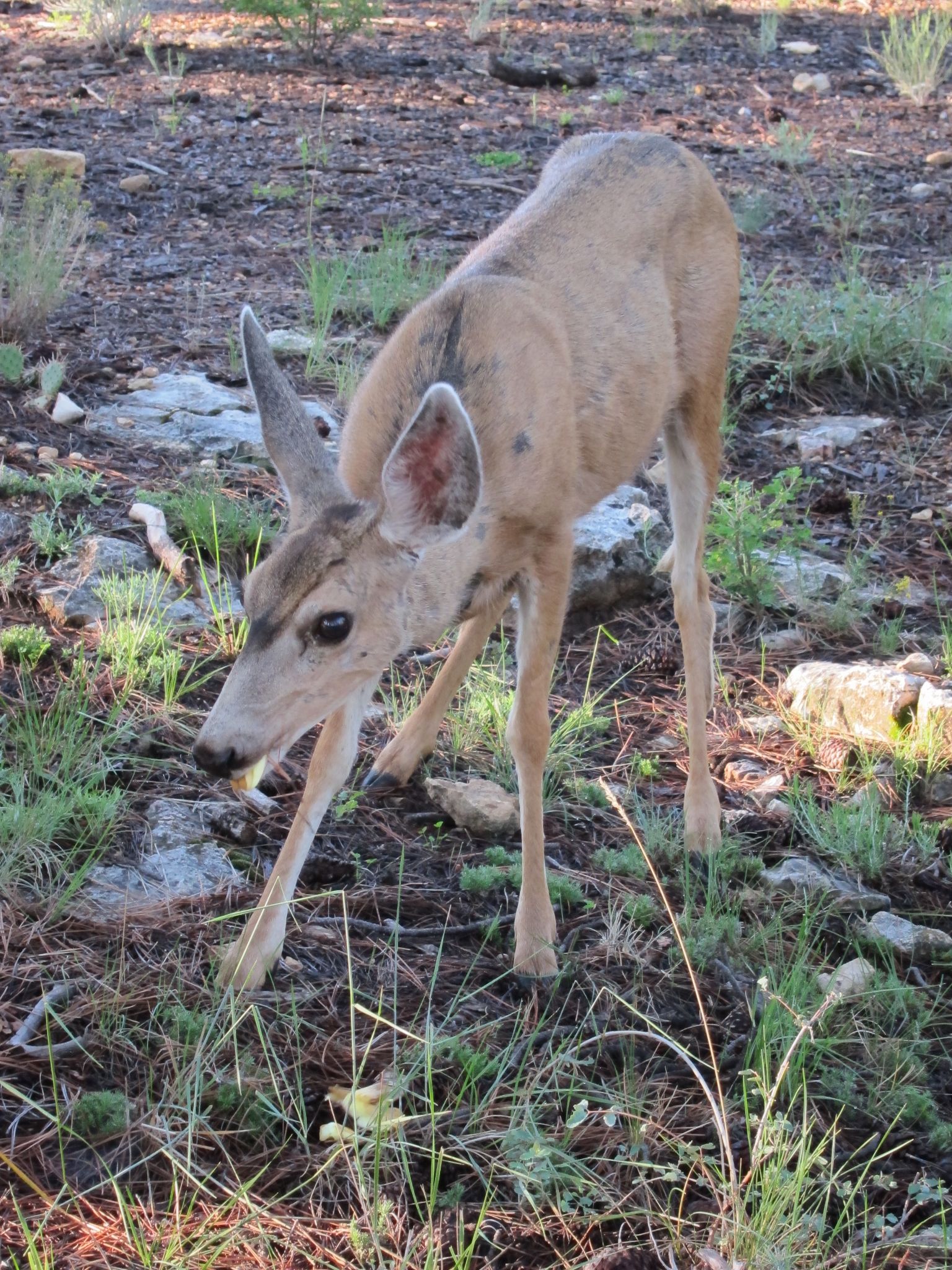 Photo 80 of 215 from the album Highlights Road Trip USA 2012.